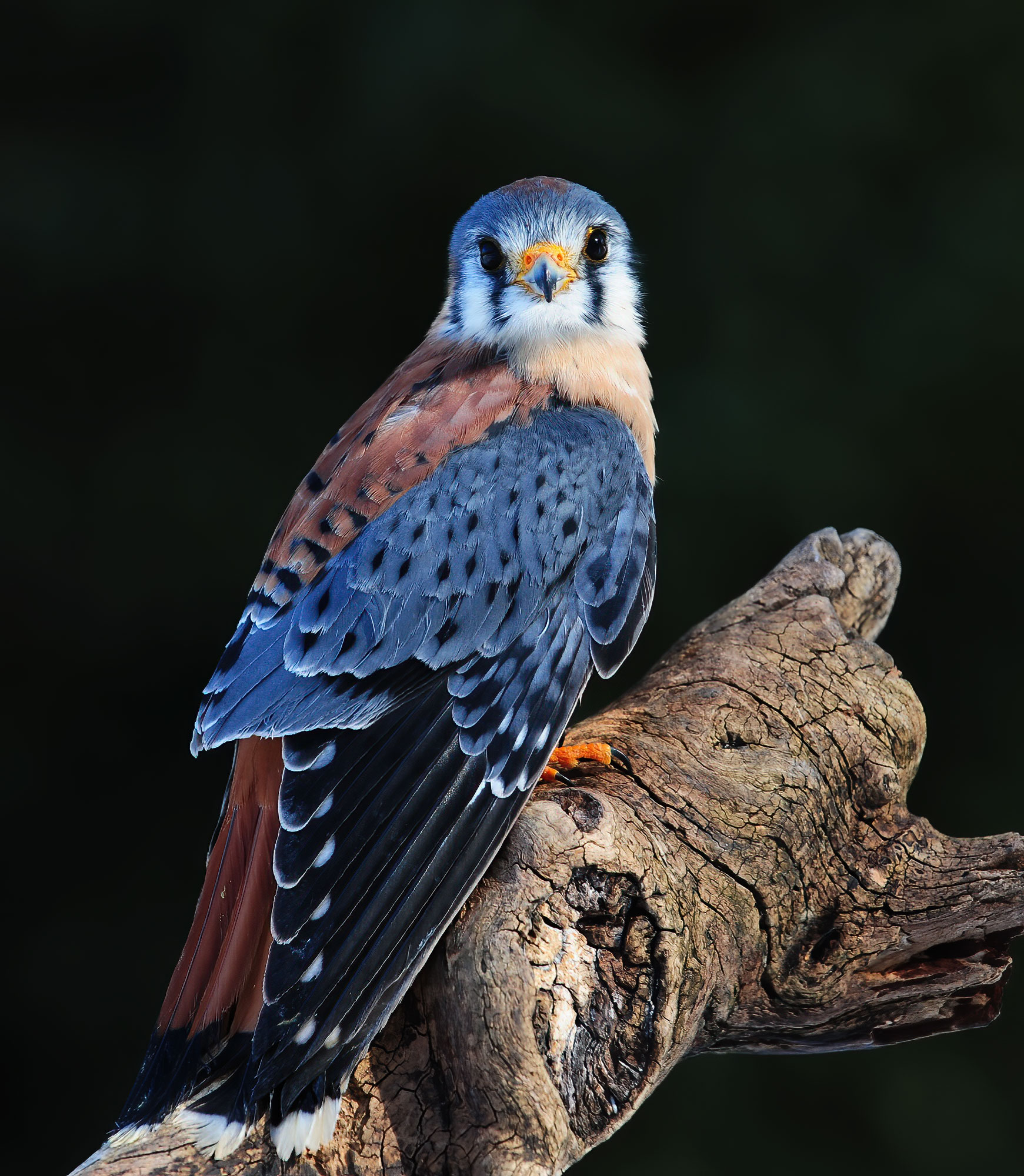 American kestrel - Raptor Center 2010