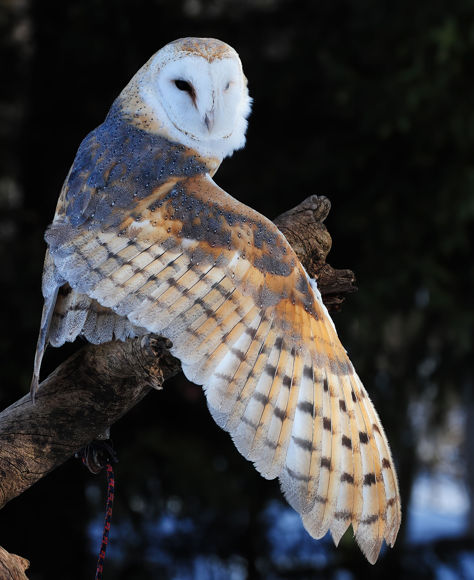 Barn Owl - Raptor Center 2010