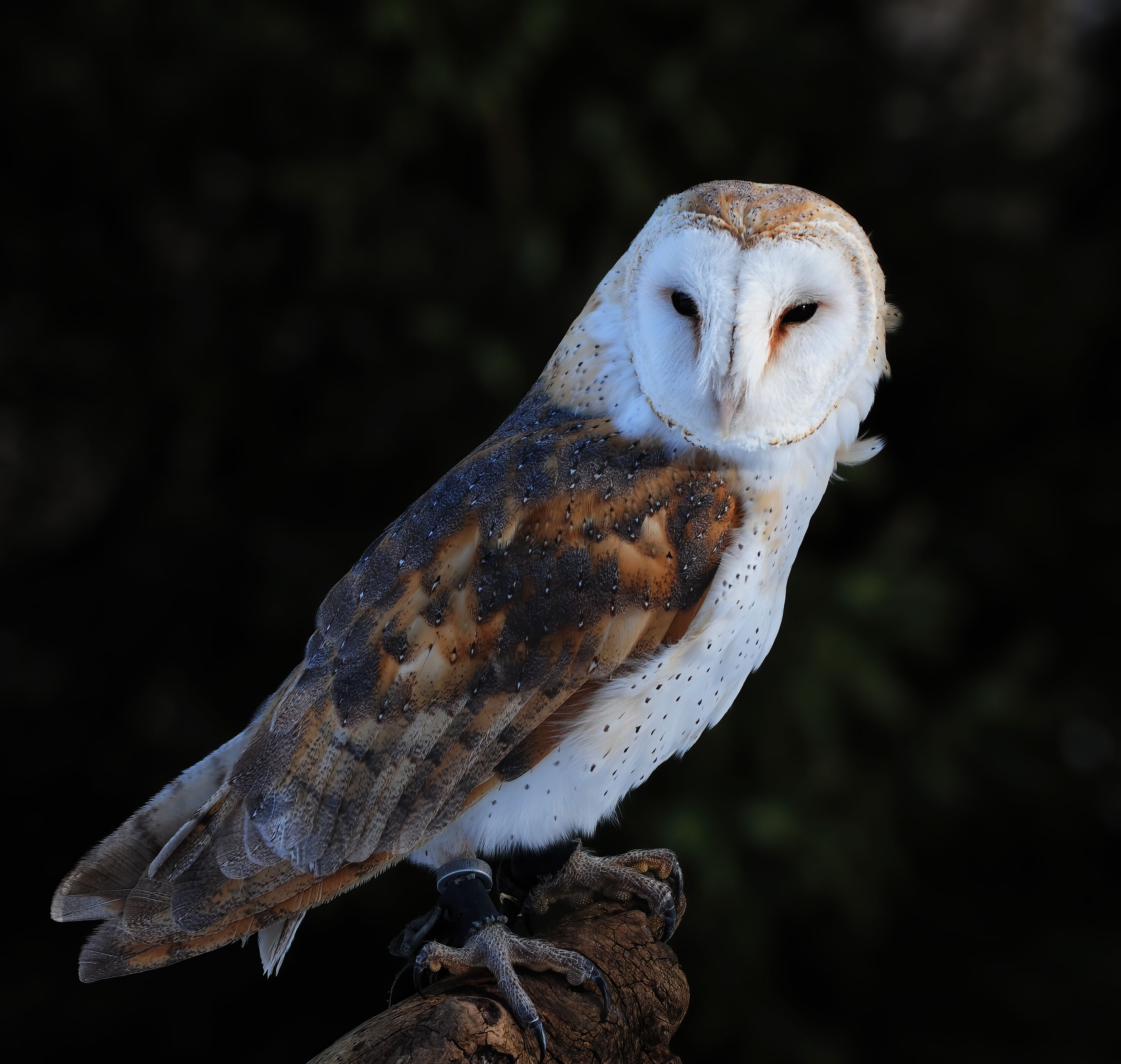 Barn Owl - Raptor Center 2010