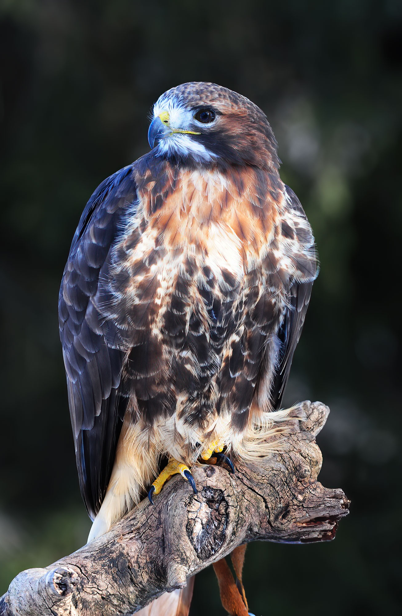 Red-Tailed Hawk - Raptor Center 2010