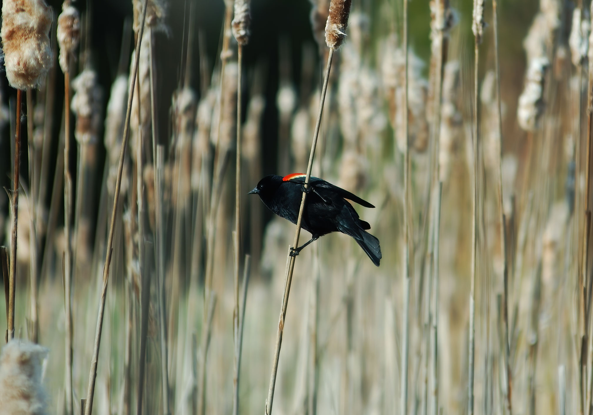 Male Black Bird - Terra Cotta Conservation 2006