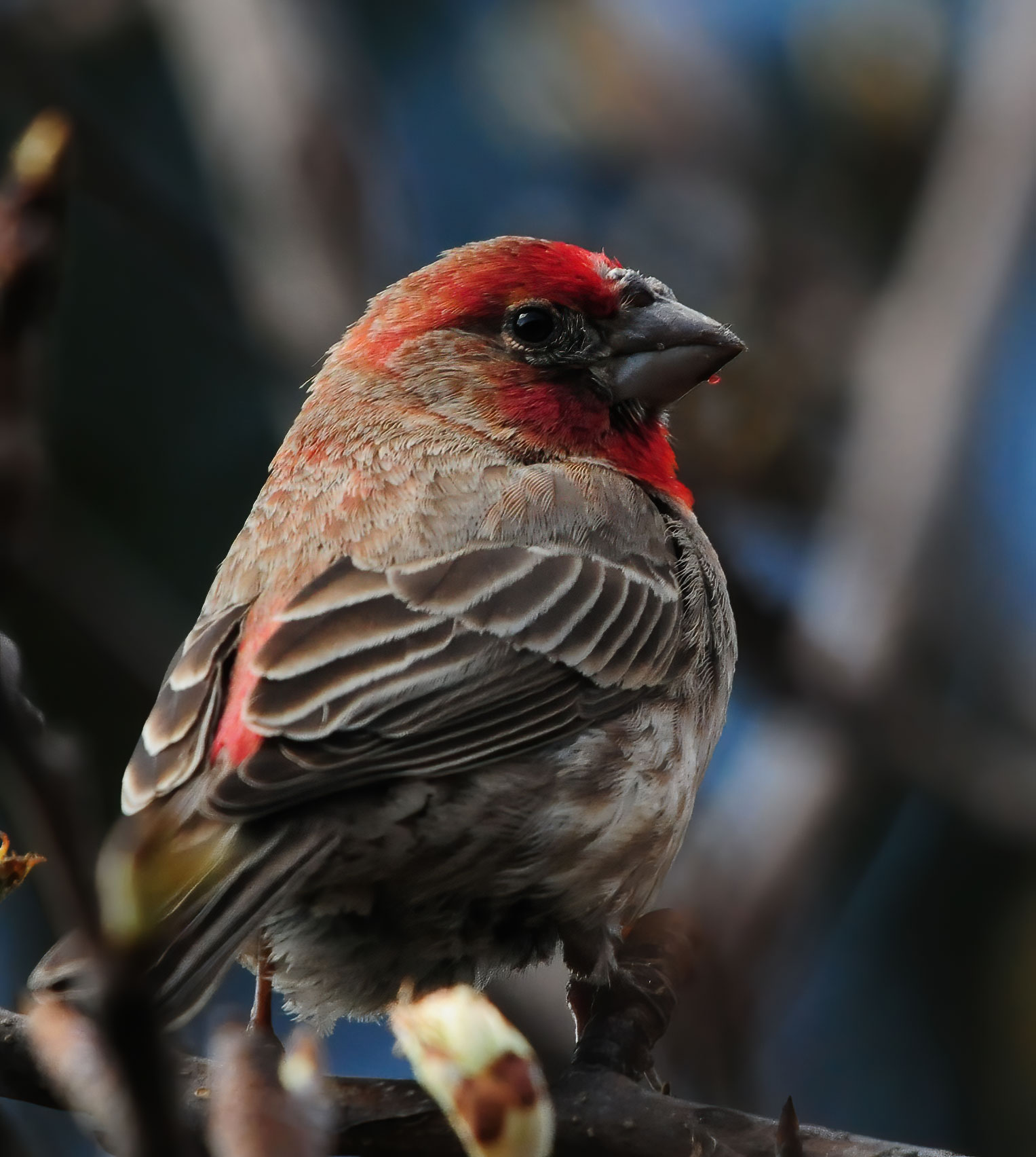House Finch - Mississauga 2014