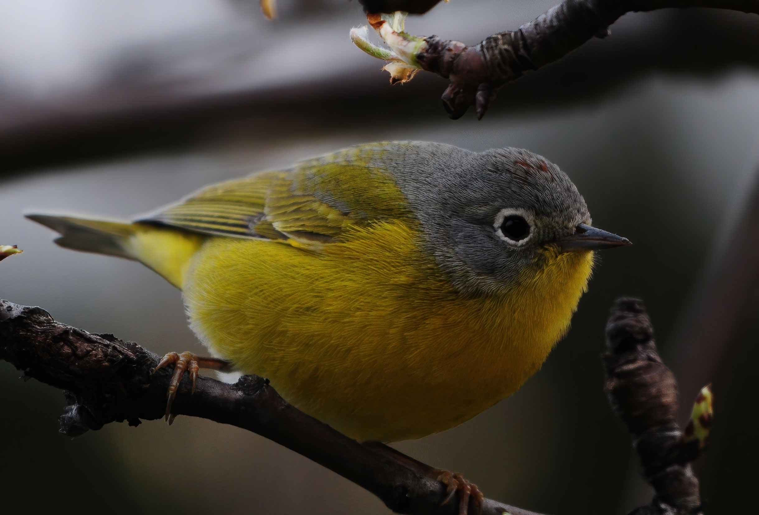 Nashville Warbler - Mississauga 2014