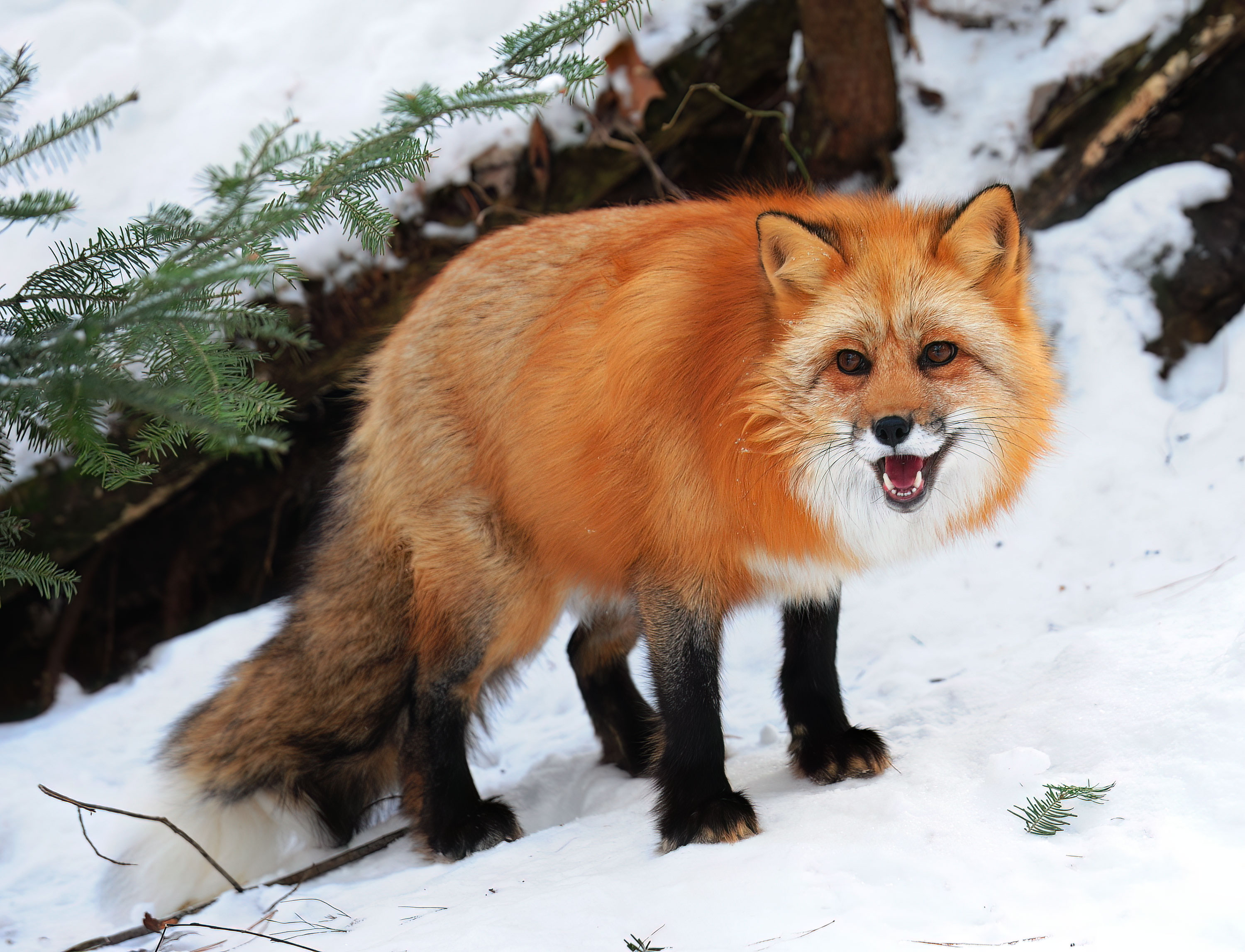 Red Fox