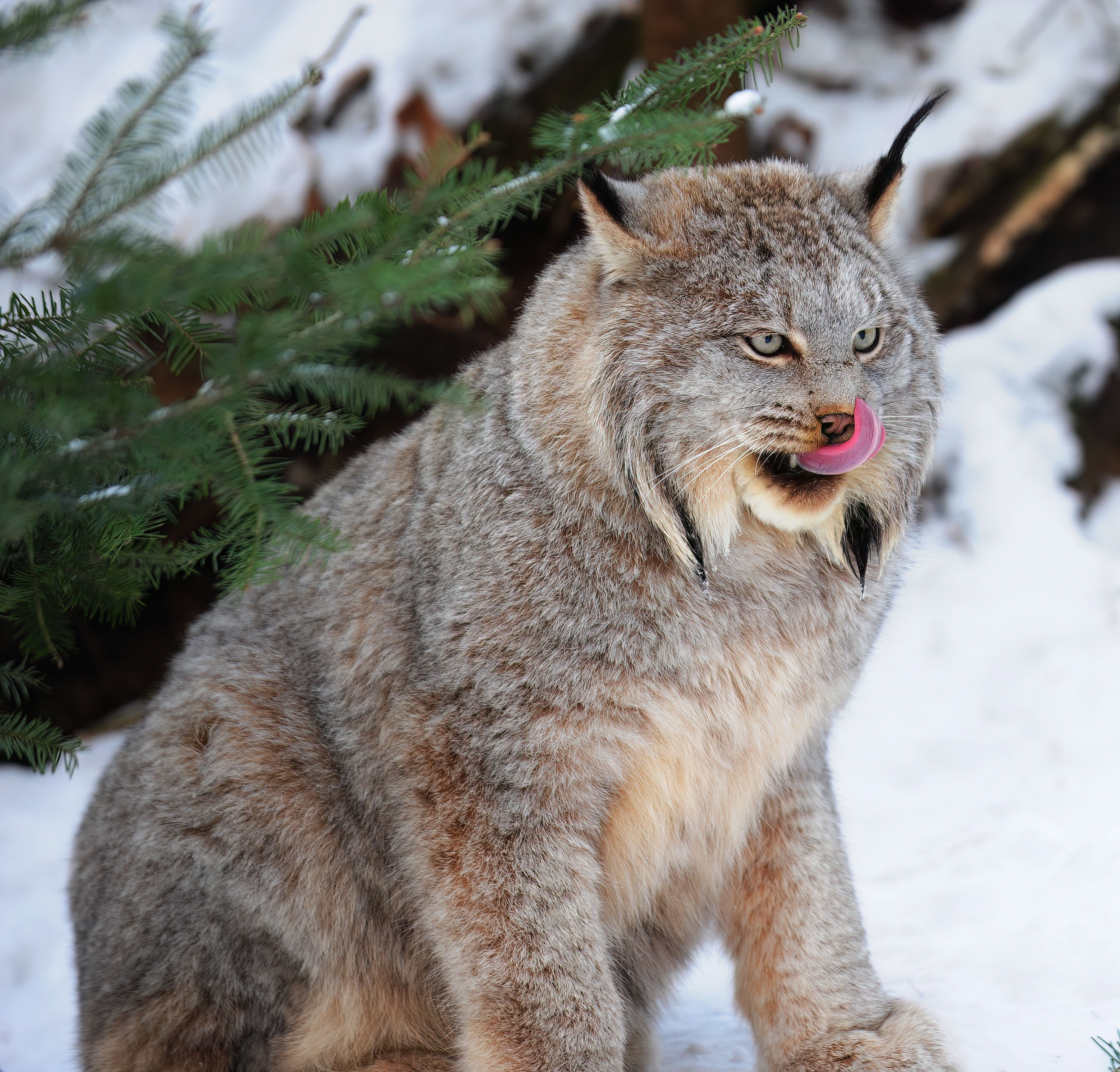 Lynx