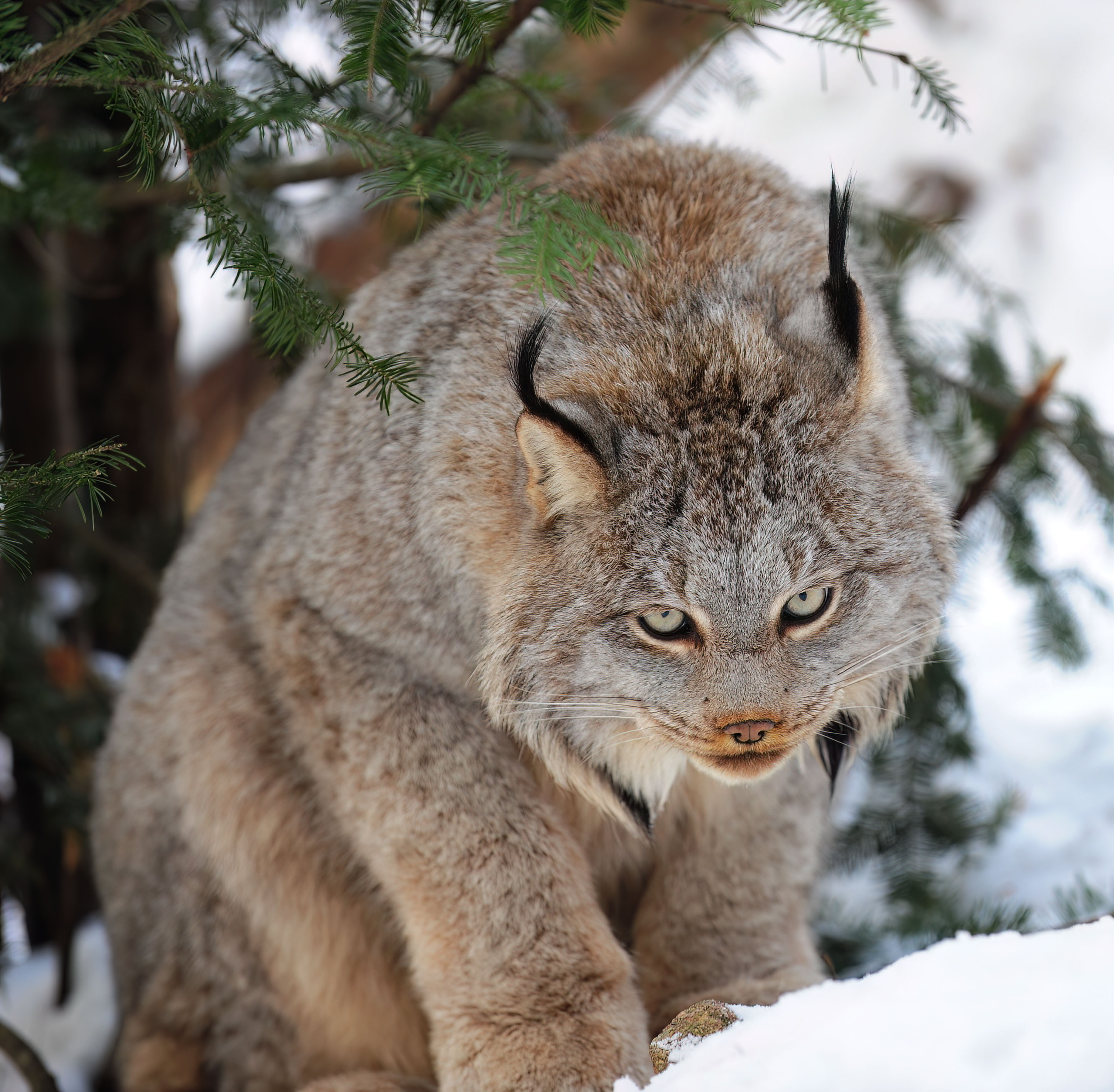 Lynx