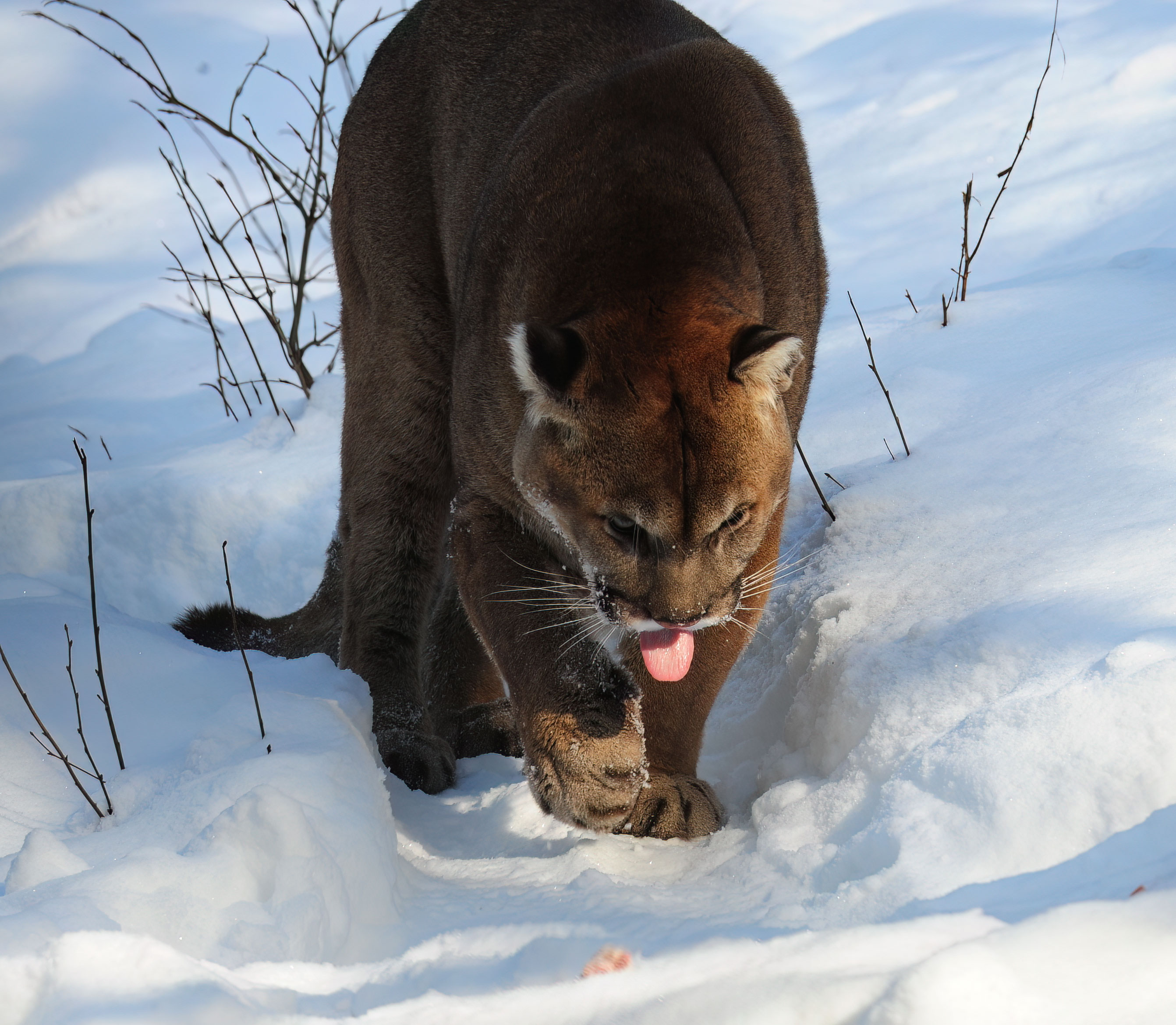 North American Cougar