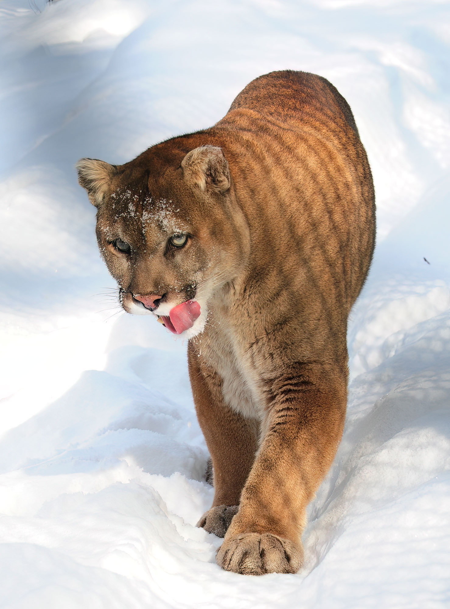 North American Cougar
