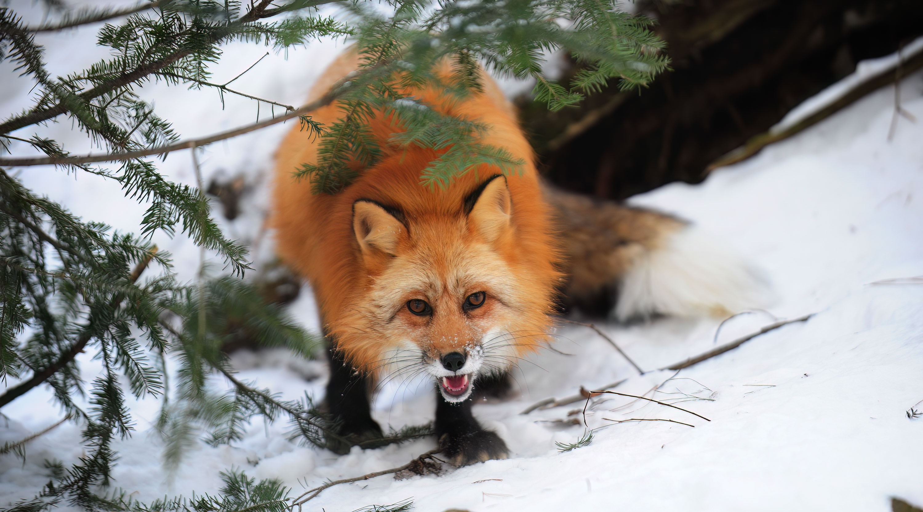 Red Fox