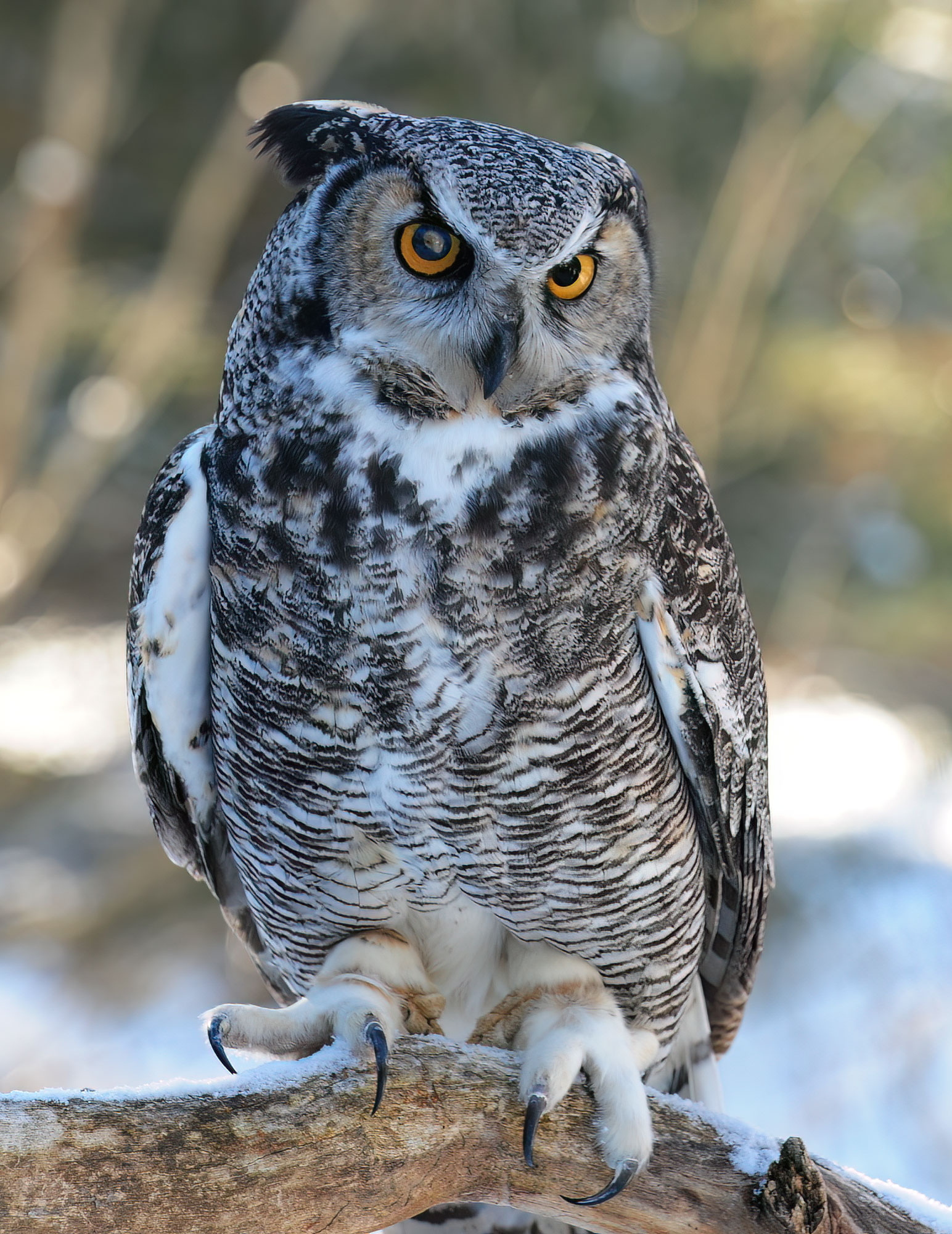 Great Horned Owl
