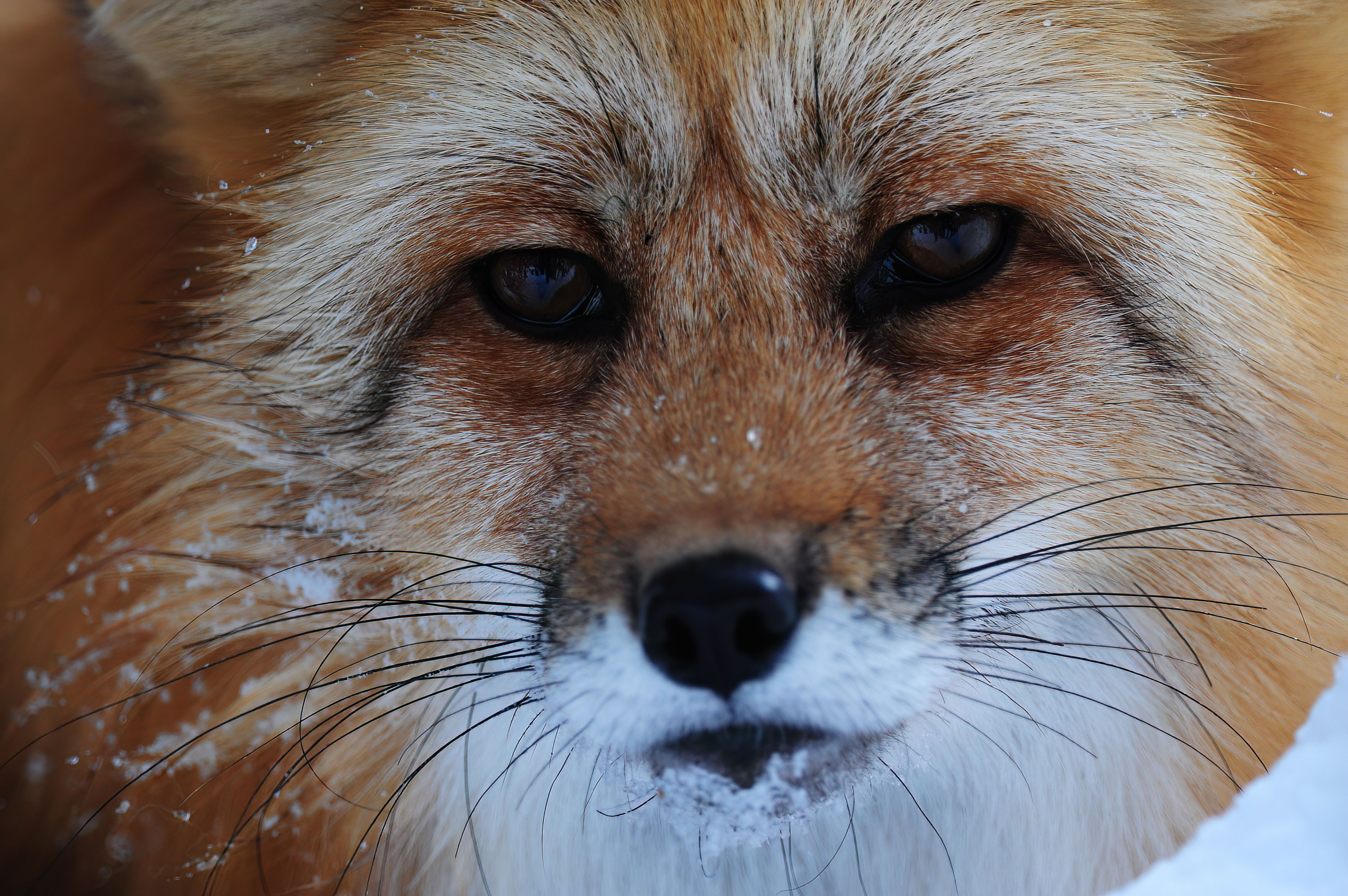 Red Fox