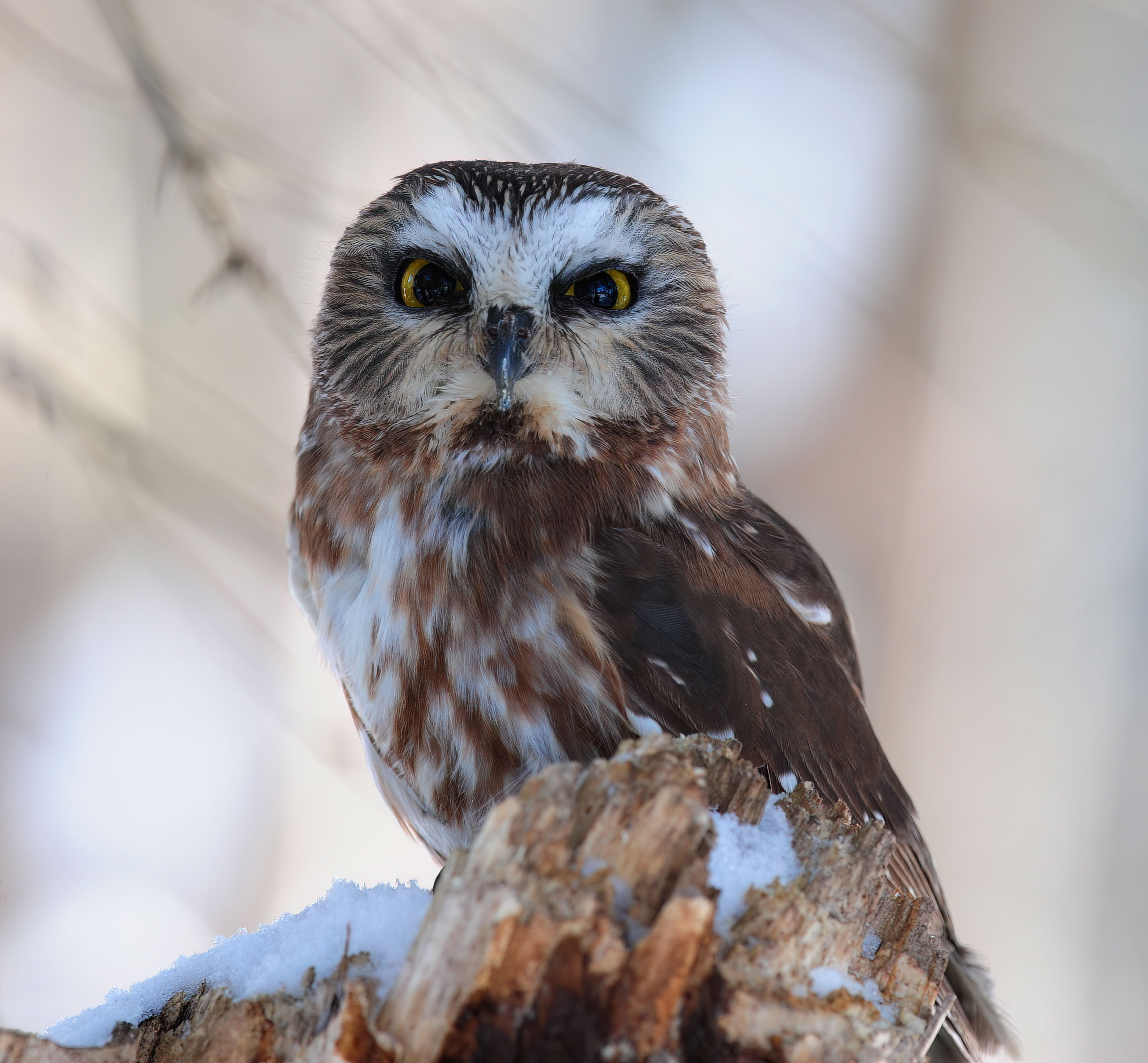 Northern saw-whet owl