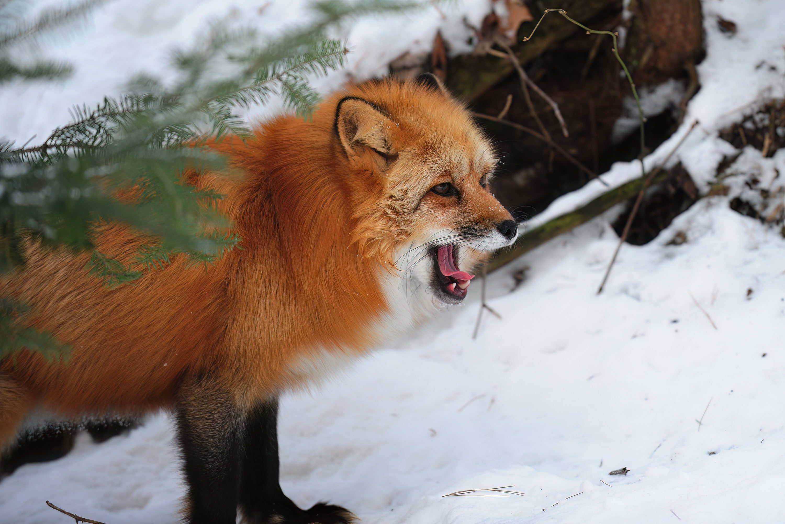 Red Fox