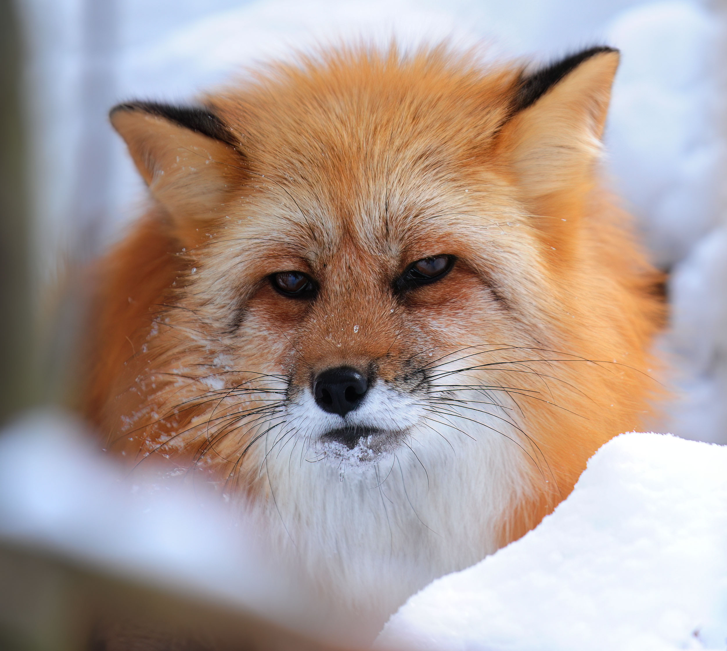 Red Fox