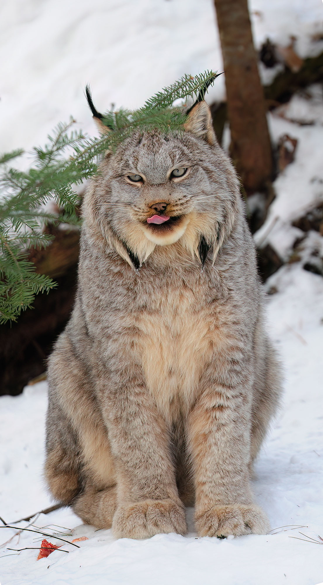 Lynx