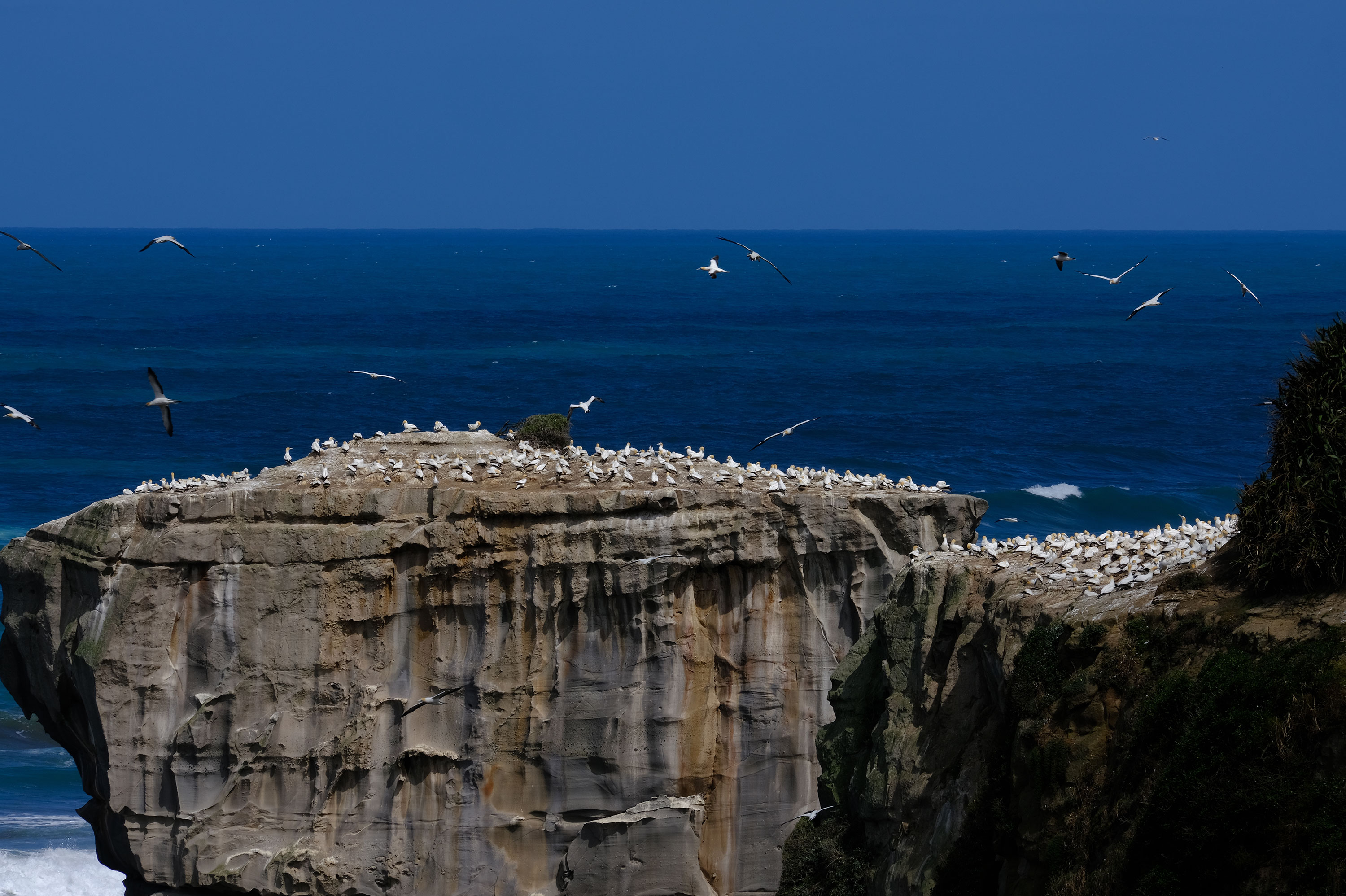 Gannets Colony