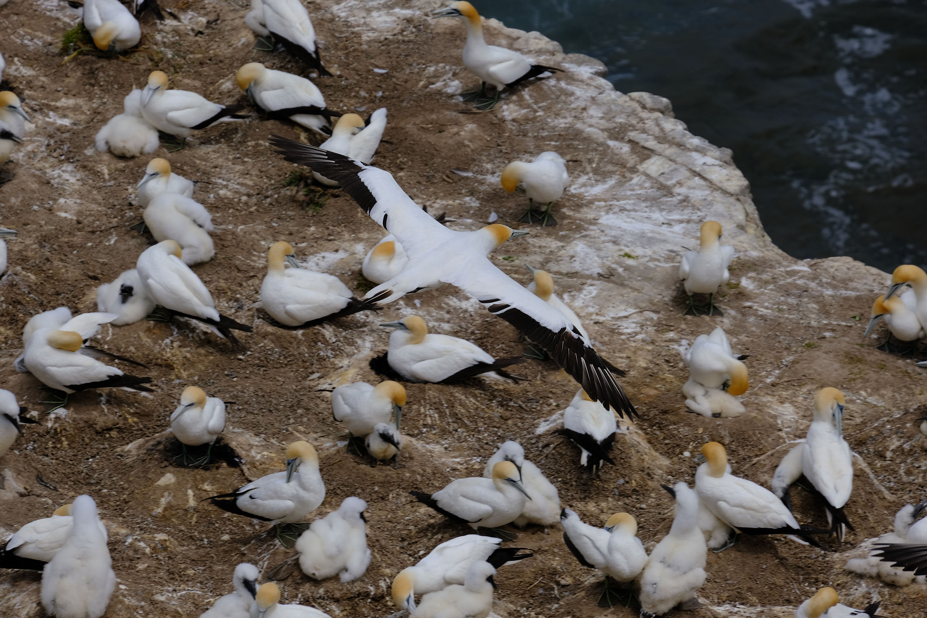 Gannets Colony