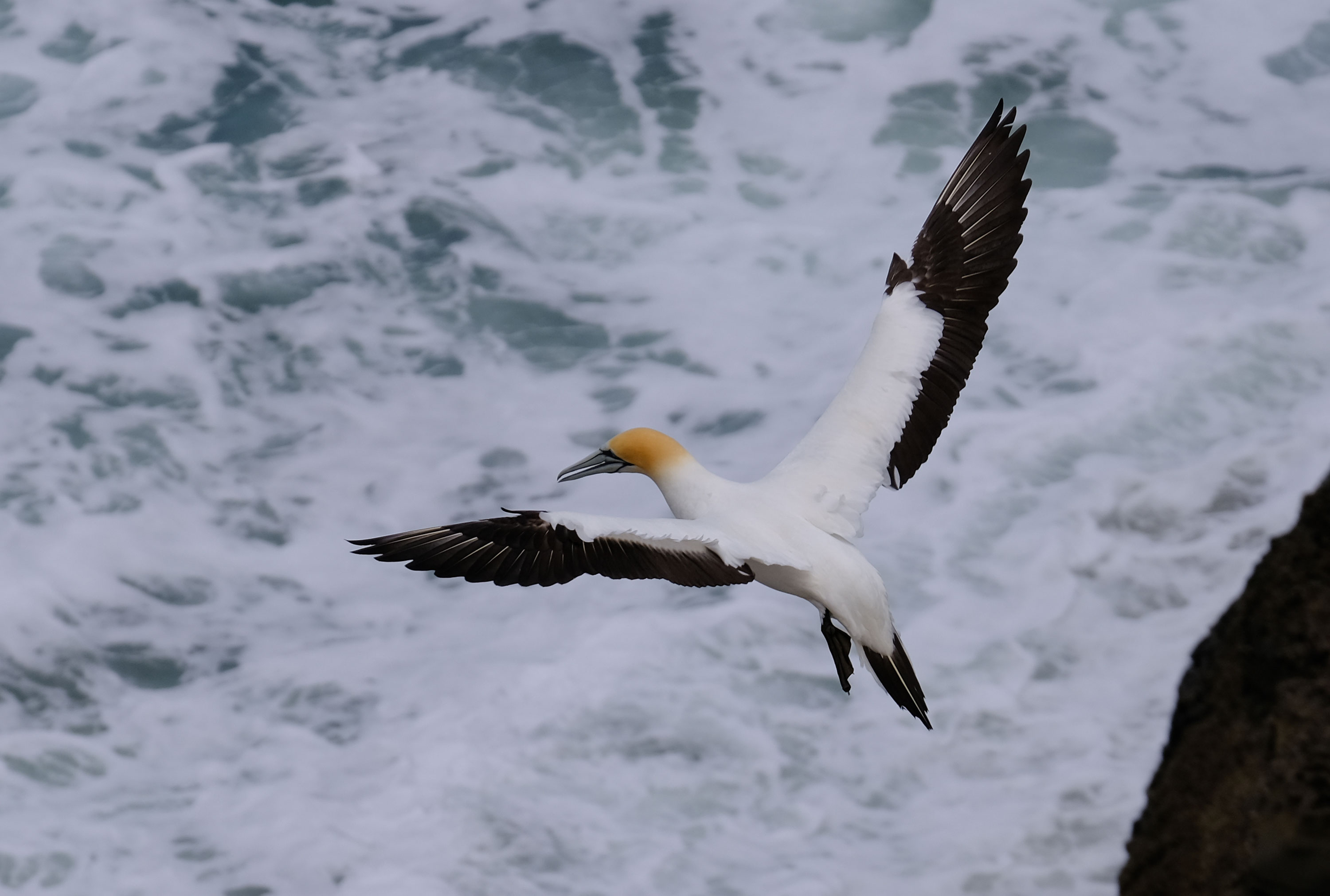 Gannets Colony