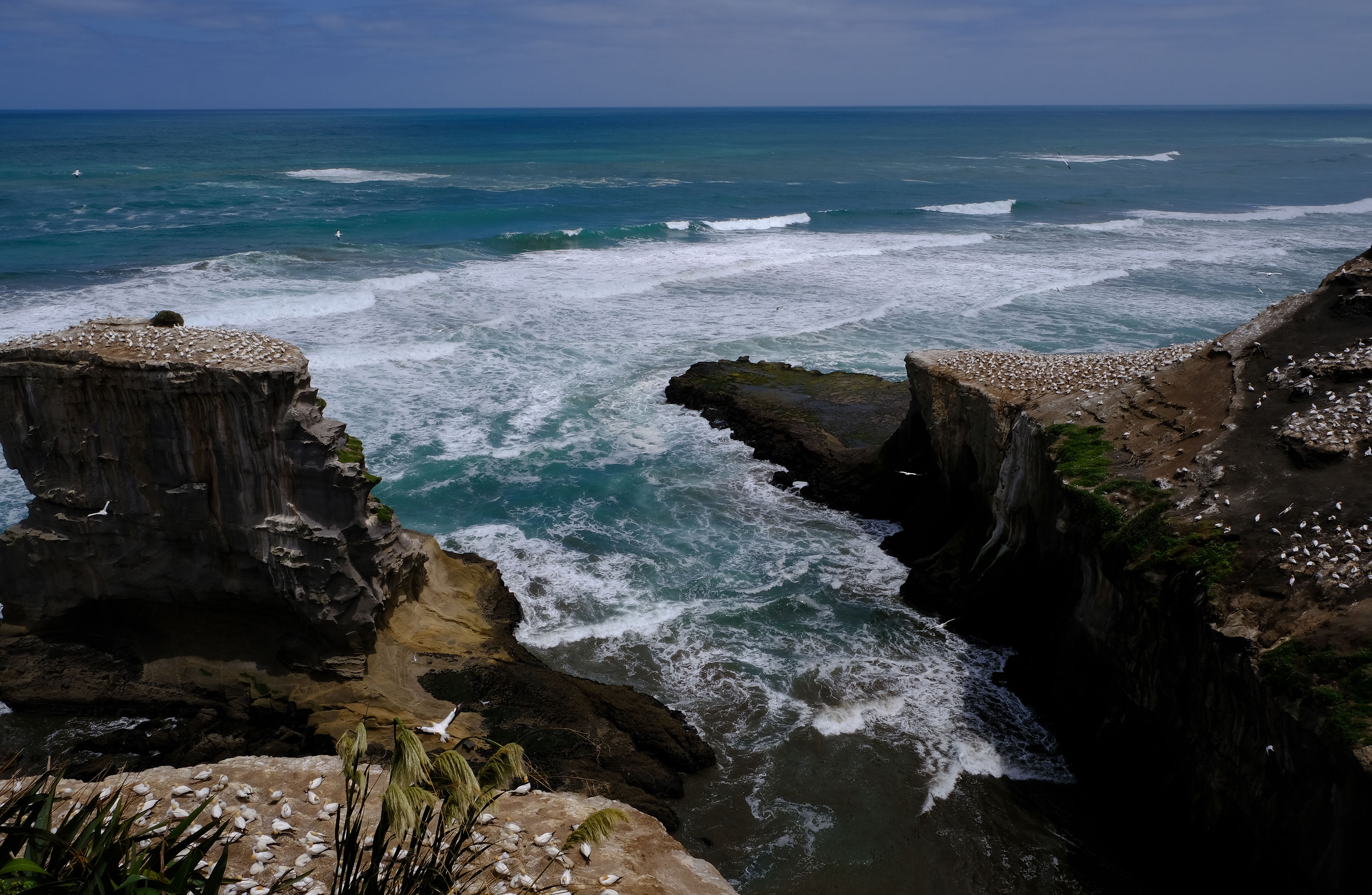 Gannets Colony