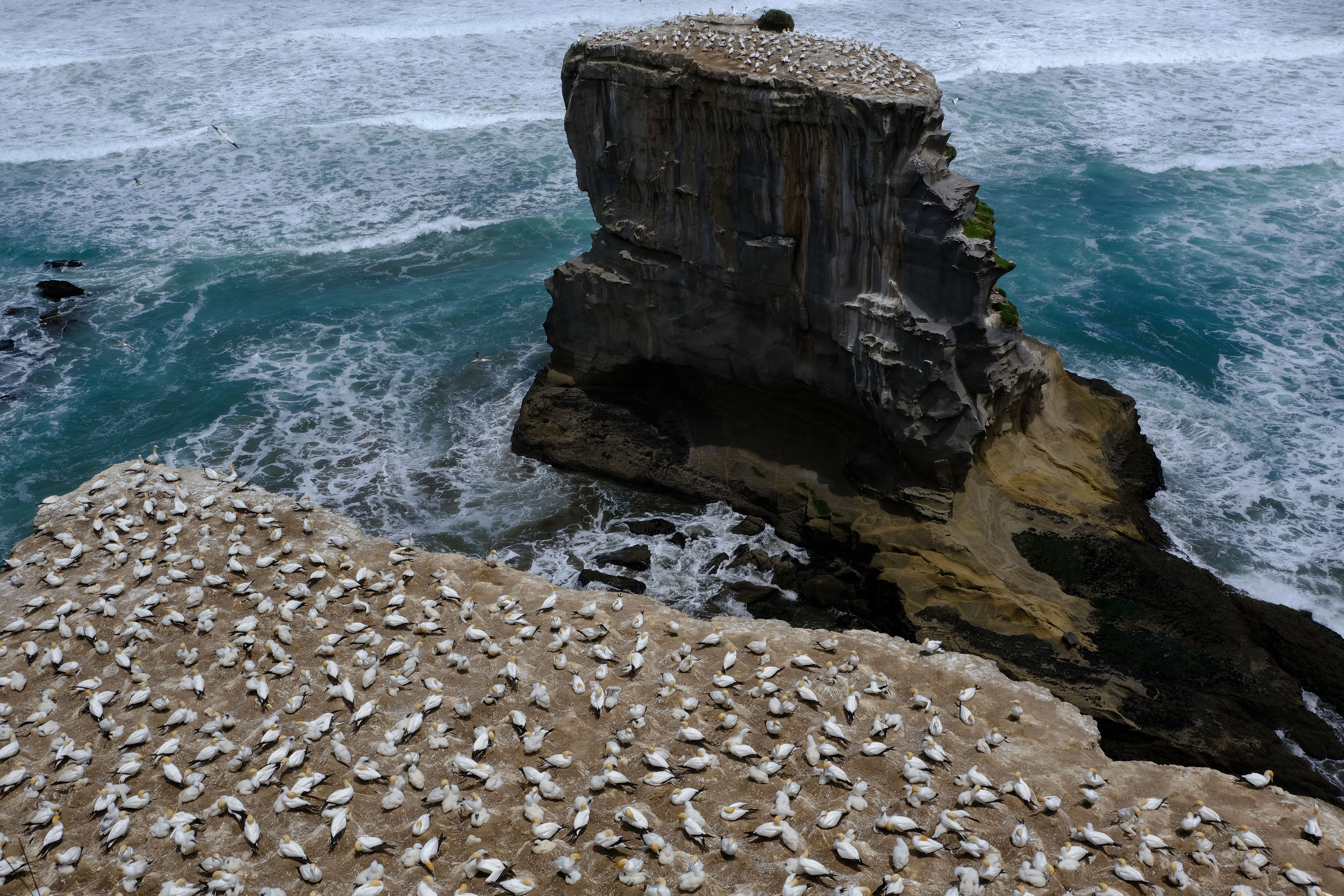 Gannets Colony