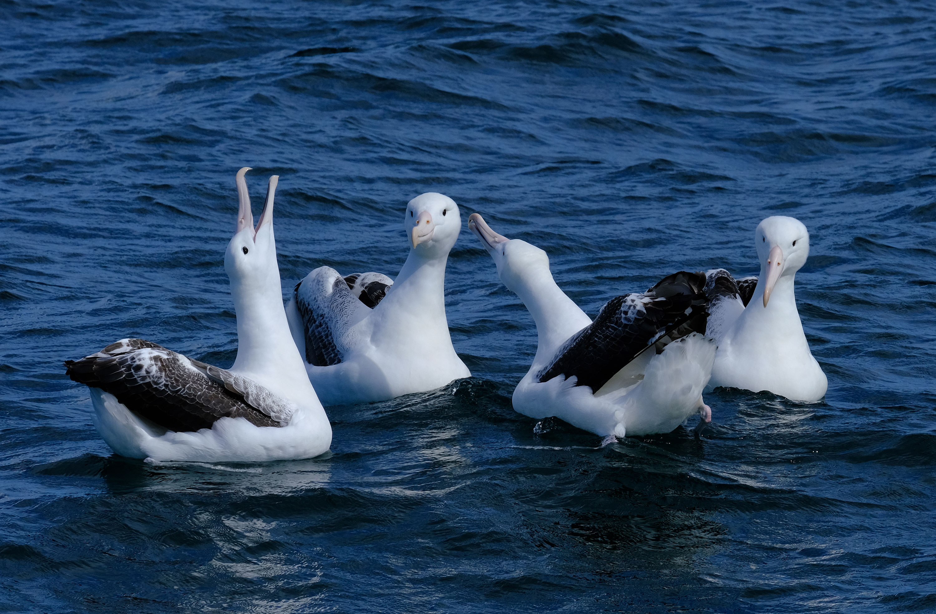 Northern Royal Albatross