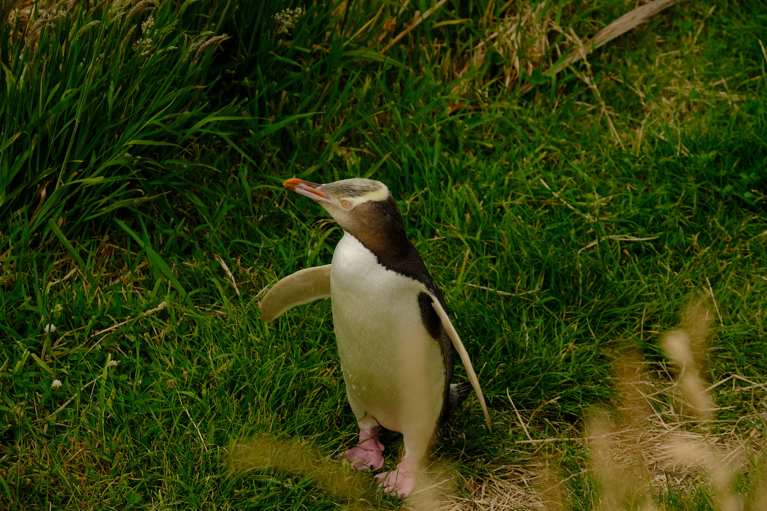 Yellow-Eyed Penguin