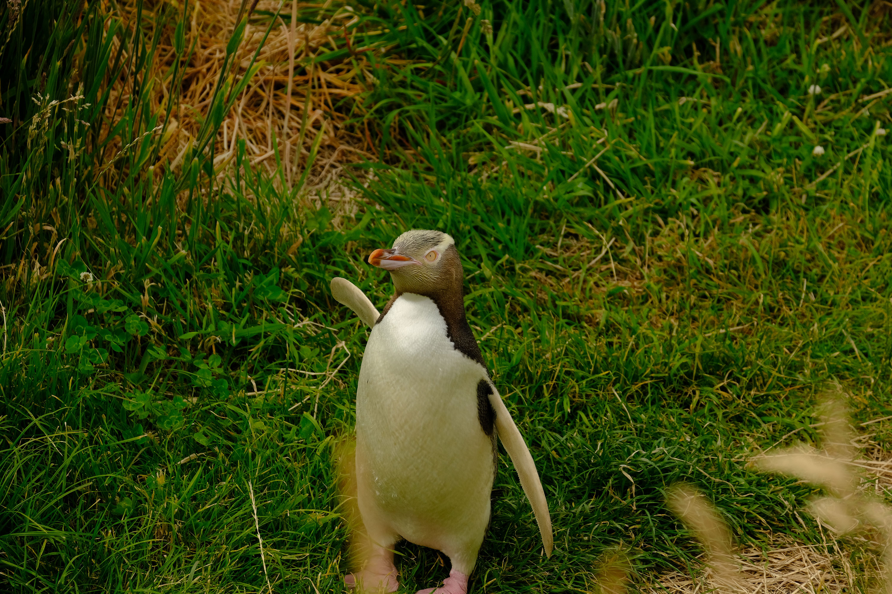 Yellow-Eyed Penguin