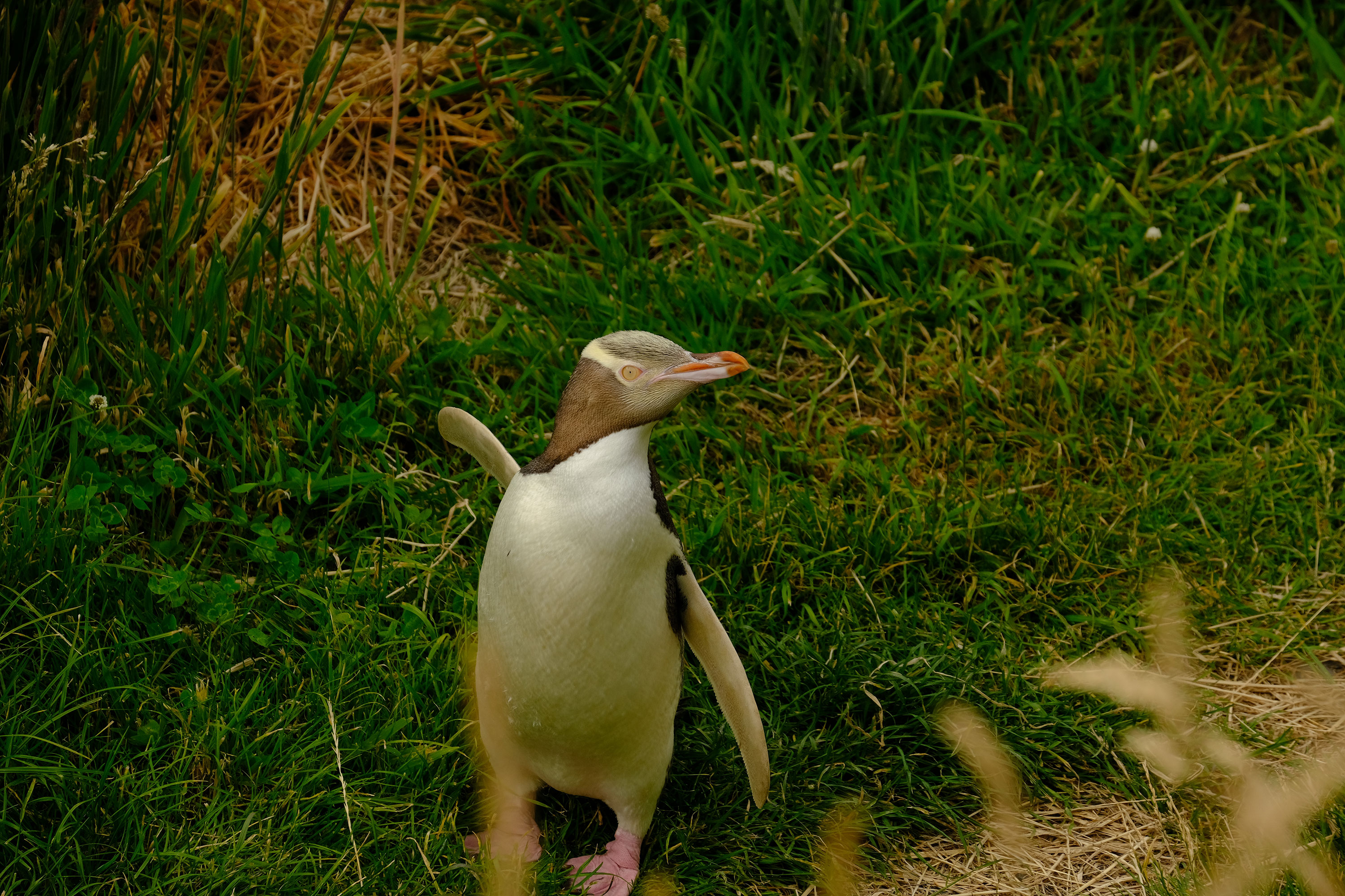 Yellow-Eyed Penguin