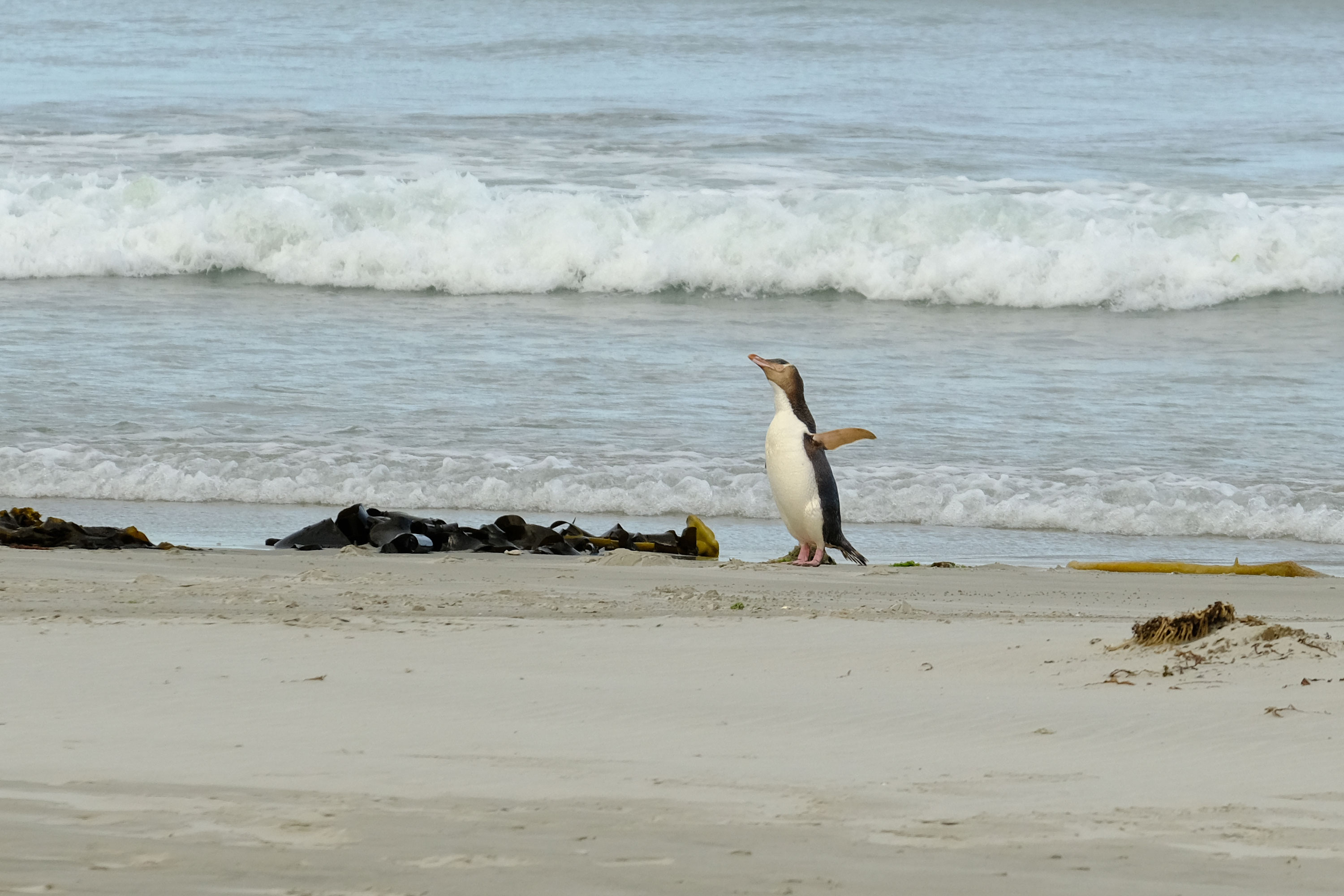 Yellow-Eyed Penguin