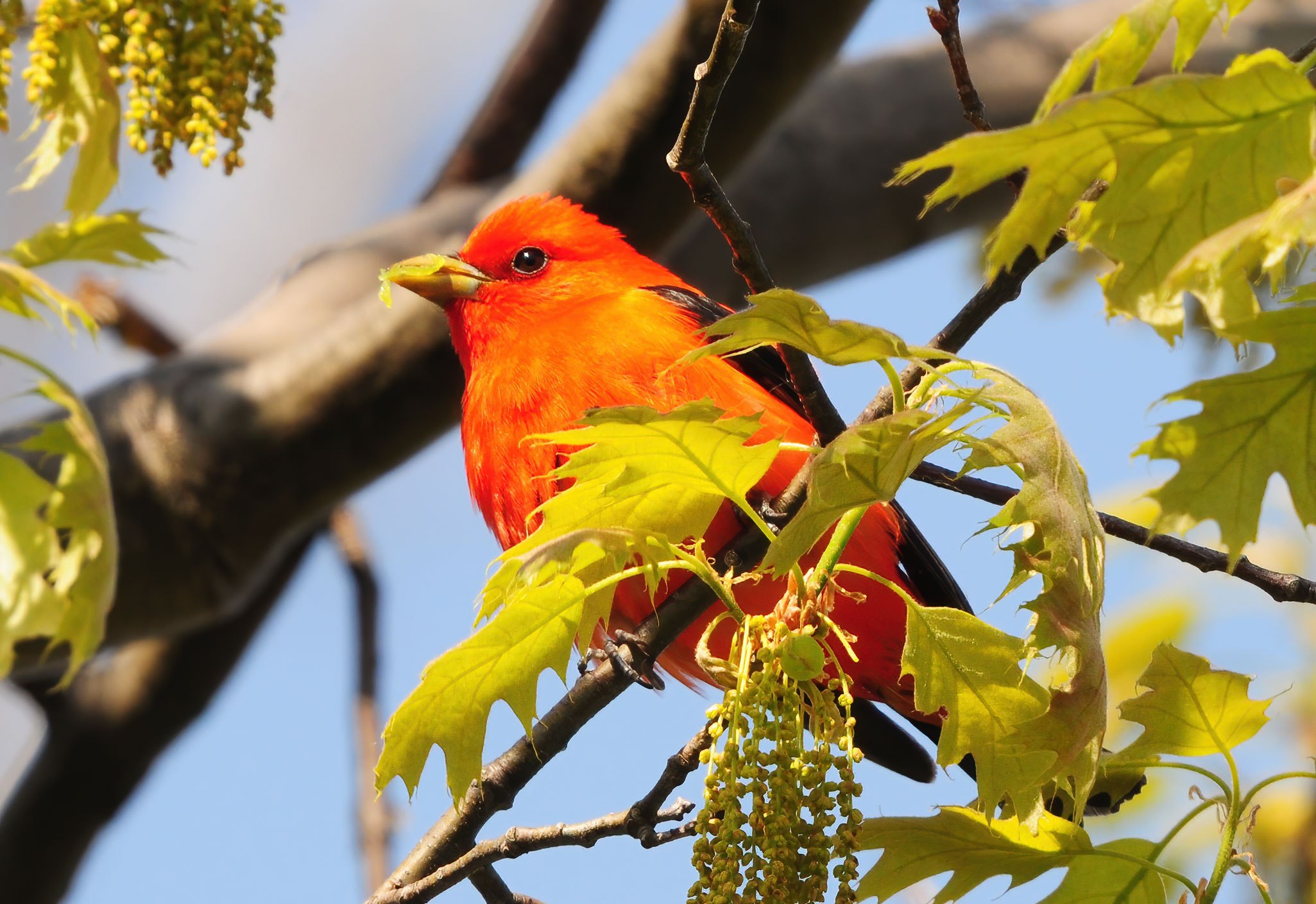Scarlet Tanager - Point Pelee 2013