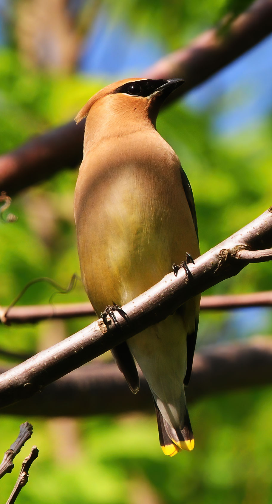 Cedar Waxwing - Point Pelee 2012