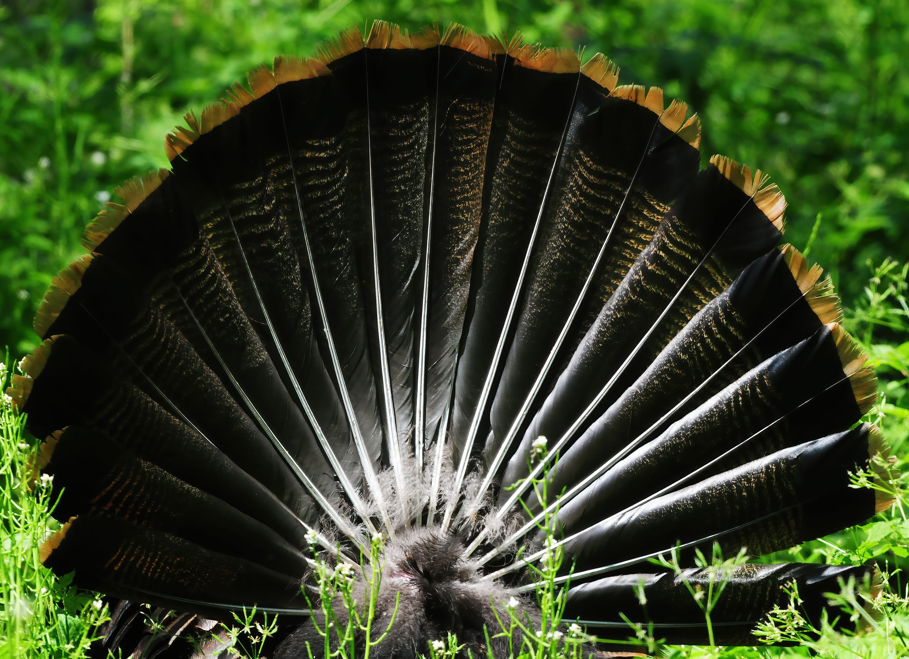 Wild Turkey  - Point Pelee 2012