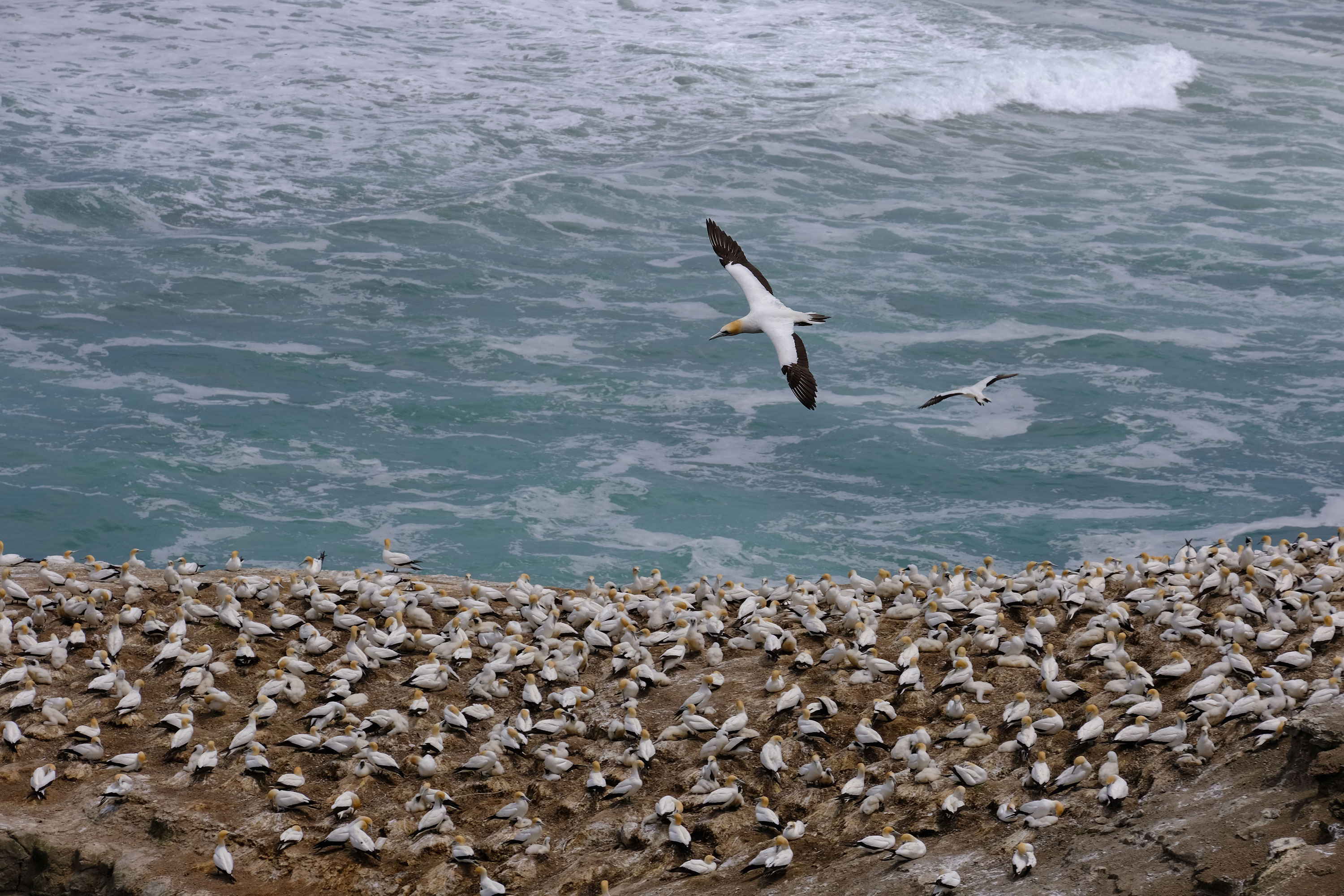Gannets Colony