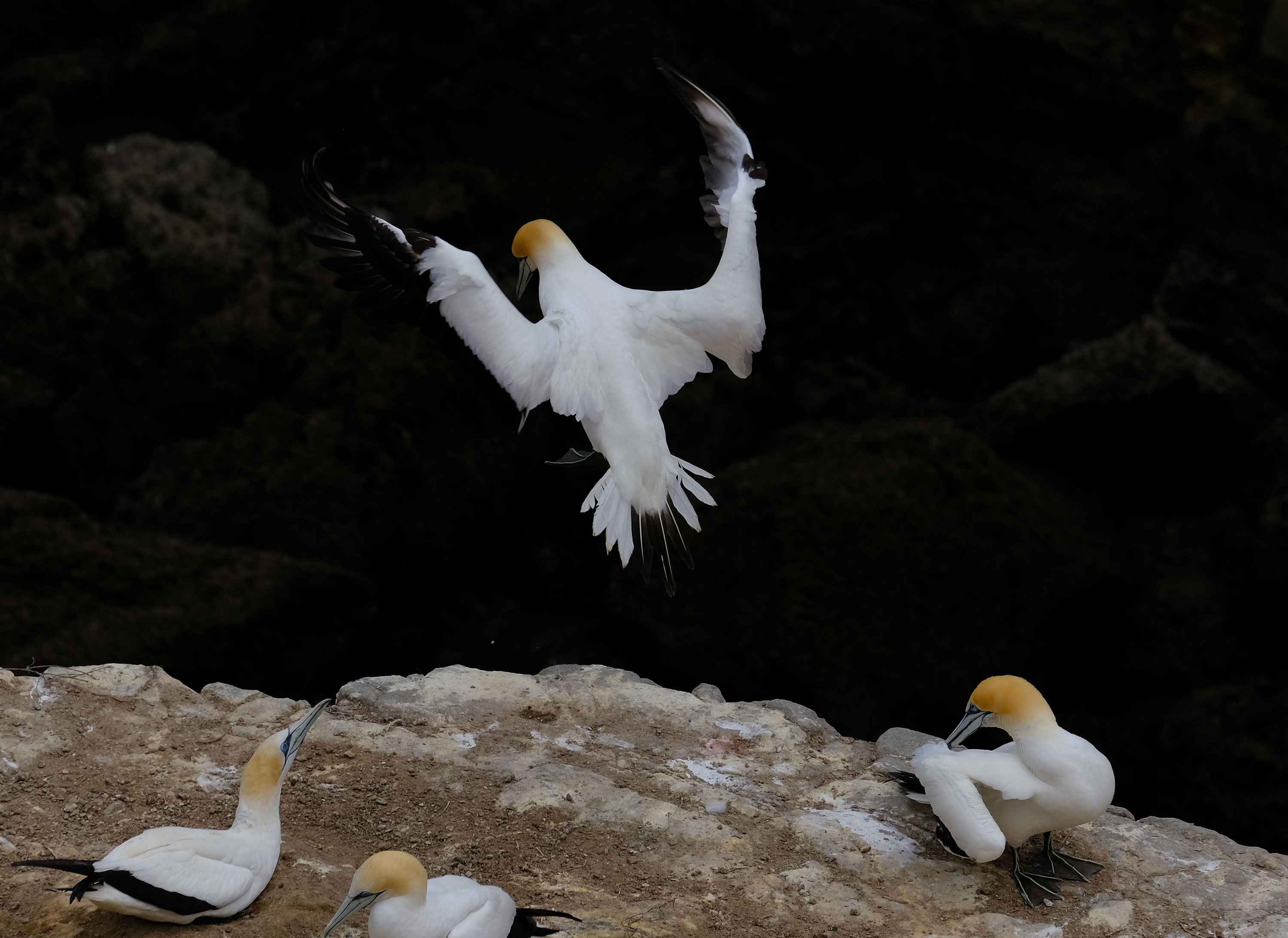 Gannets Colony