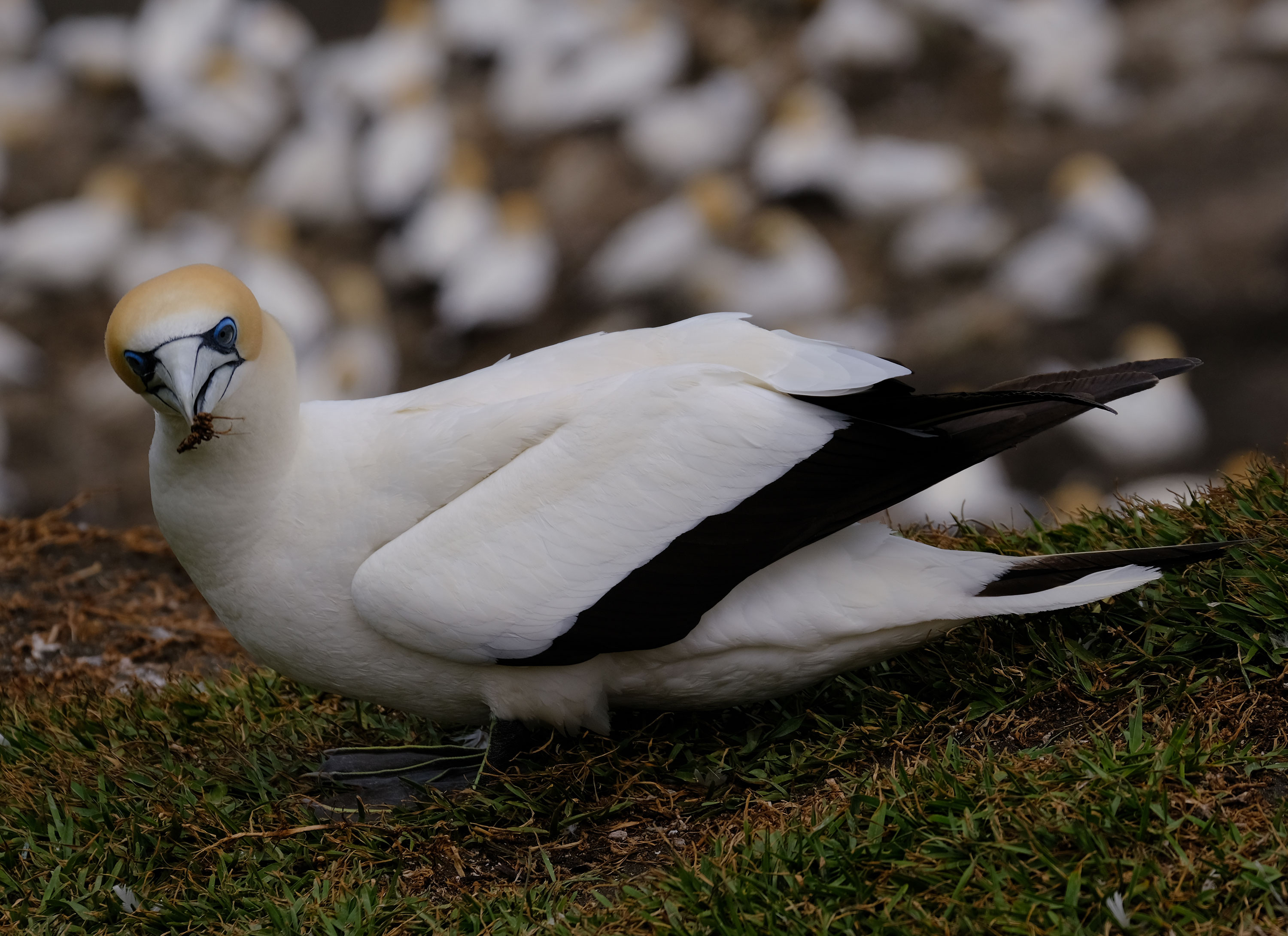 Gannets Colony