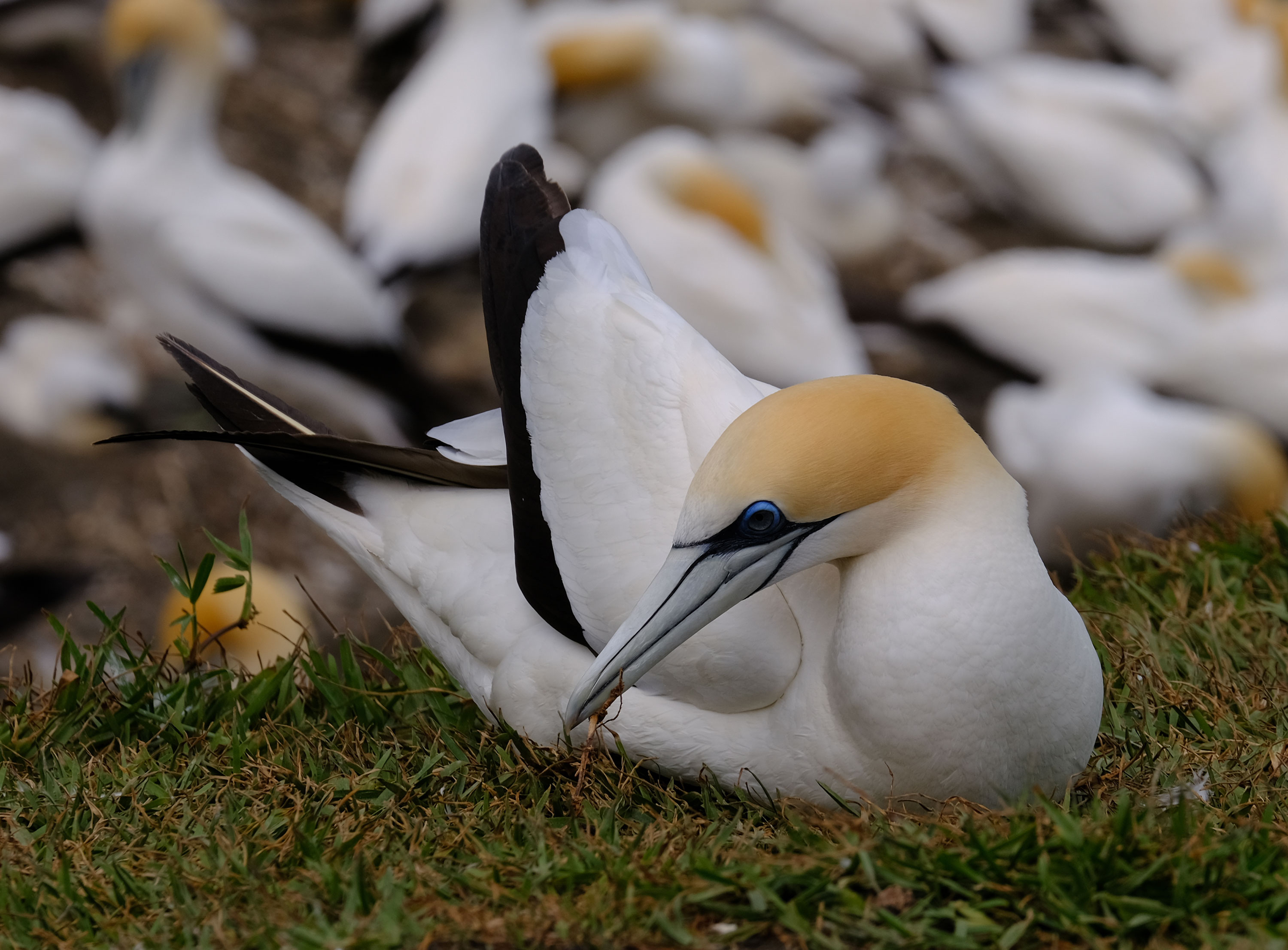 Gannets Colony