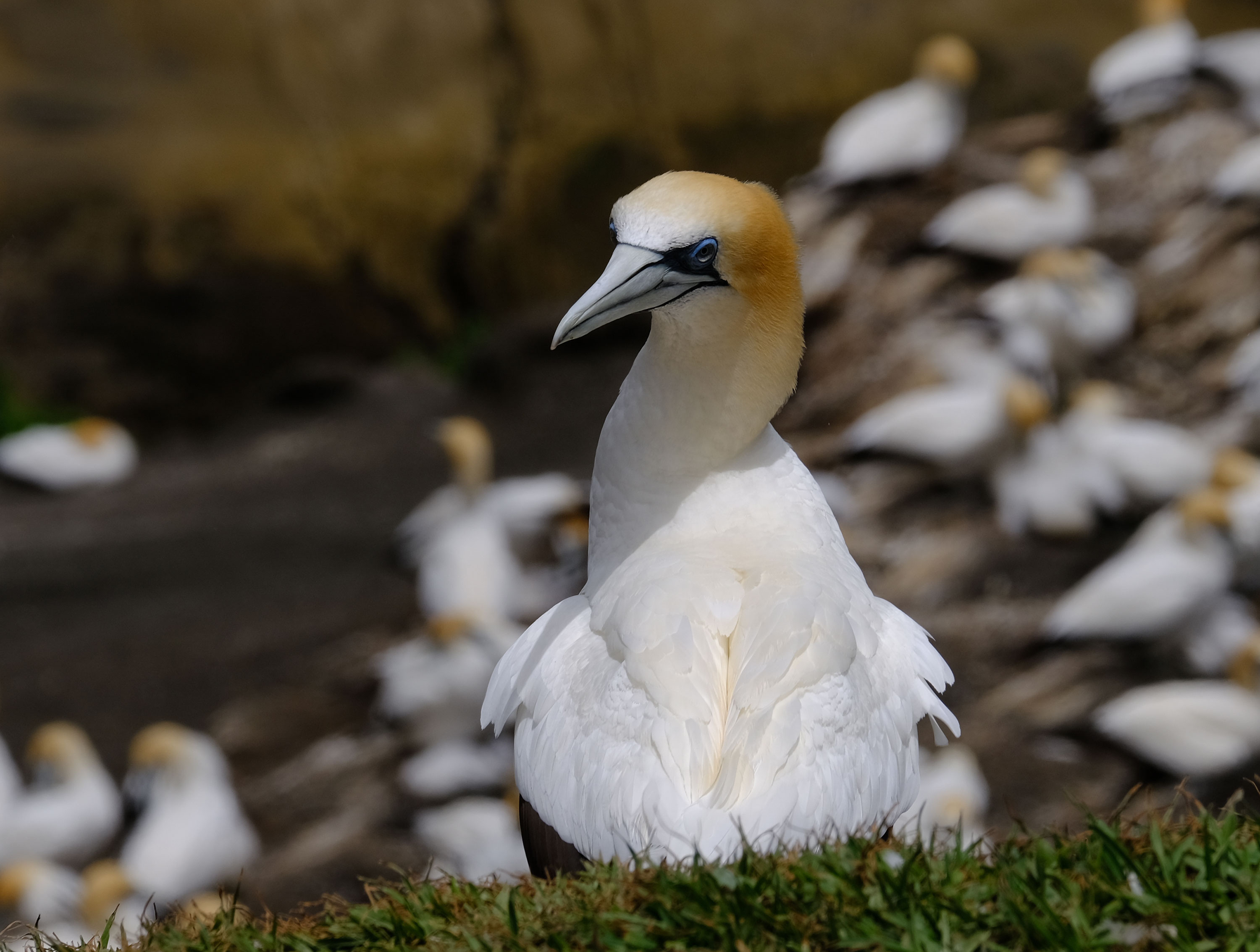 Gannets Colony