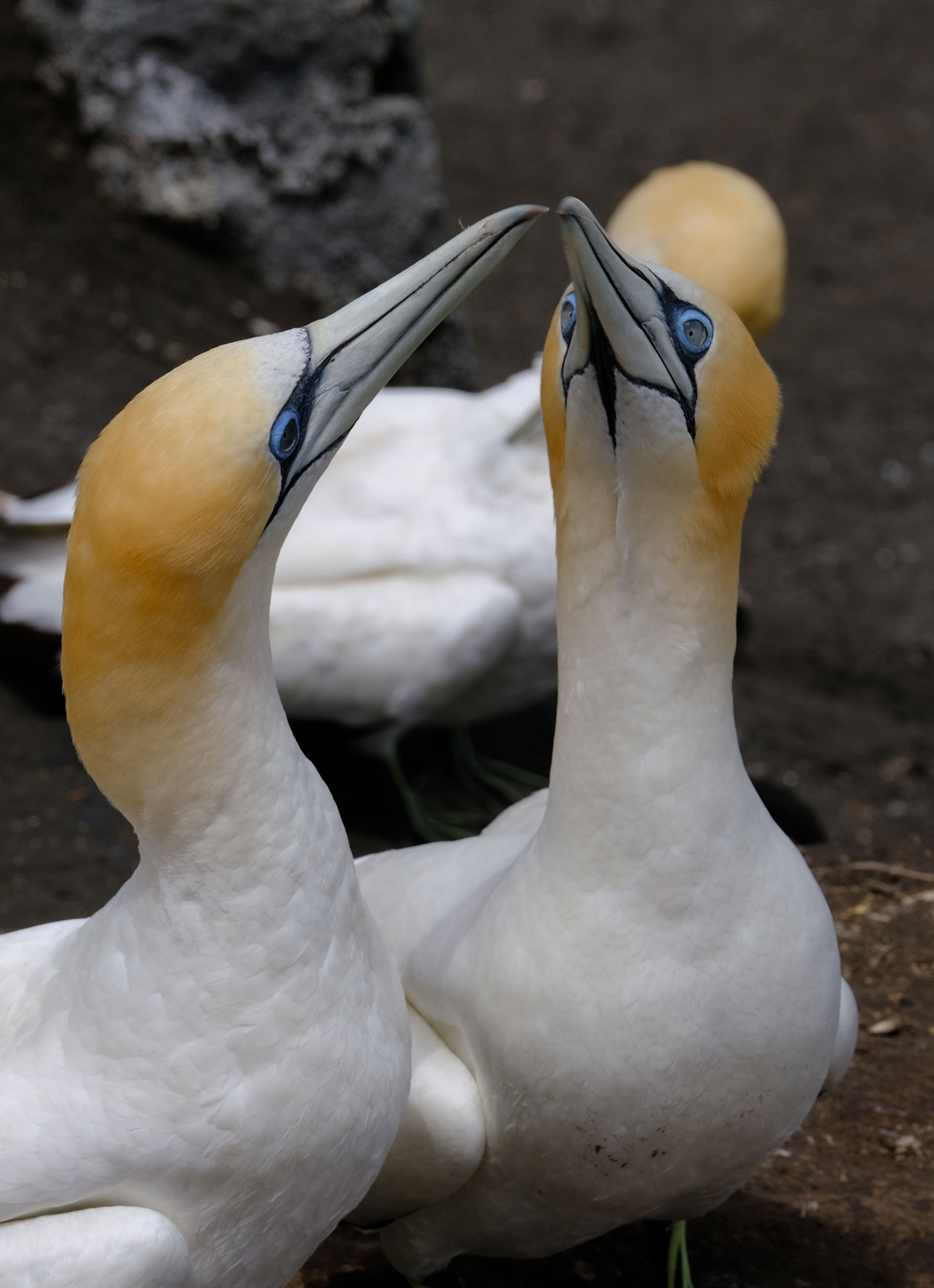 Gannets Colony