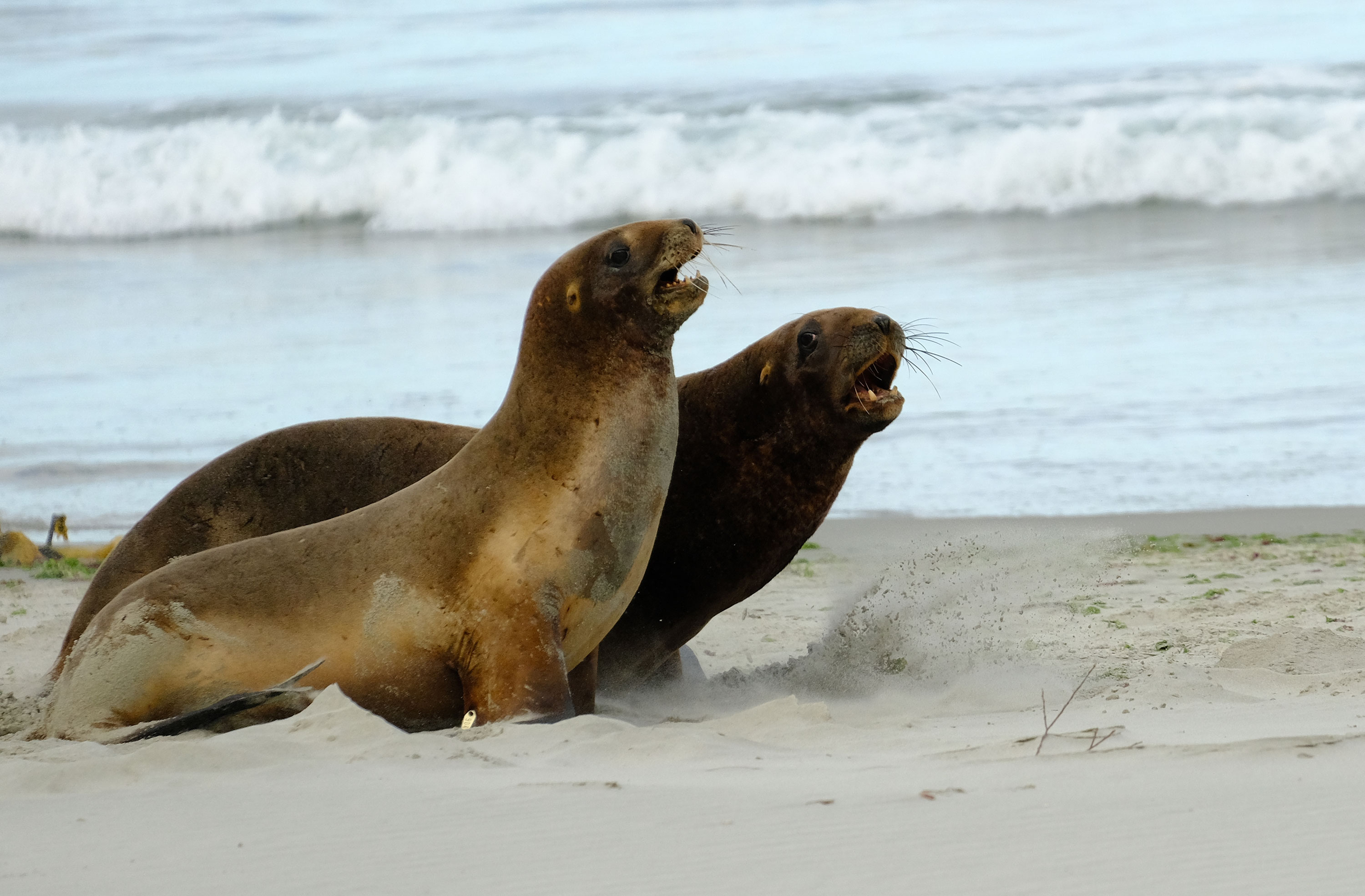 Wildlife