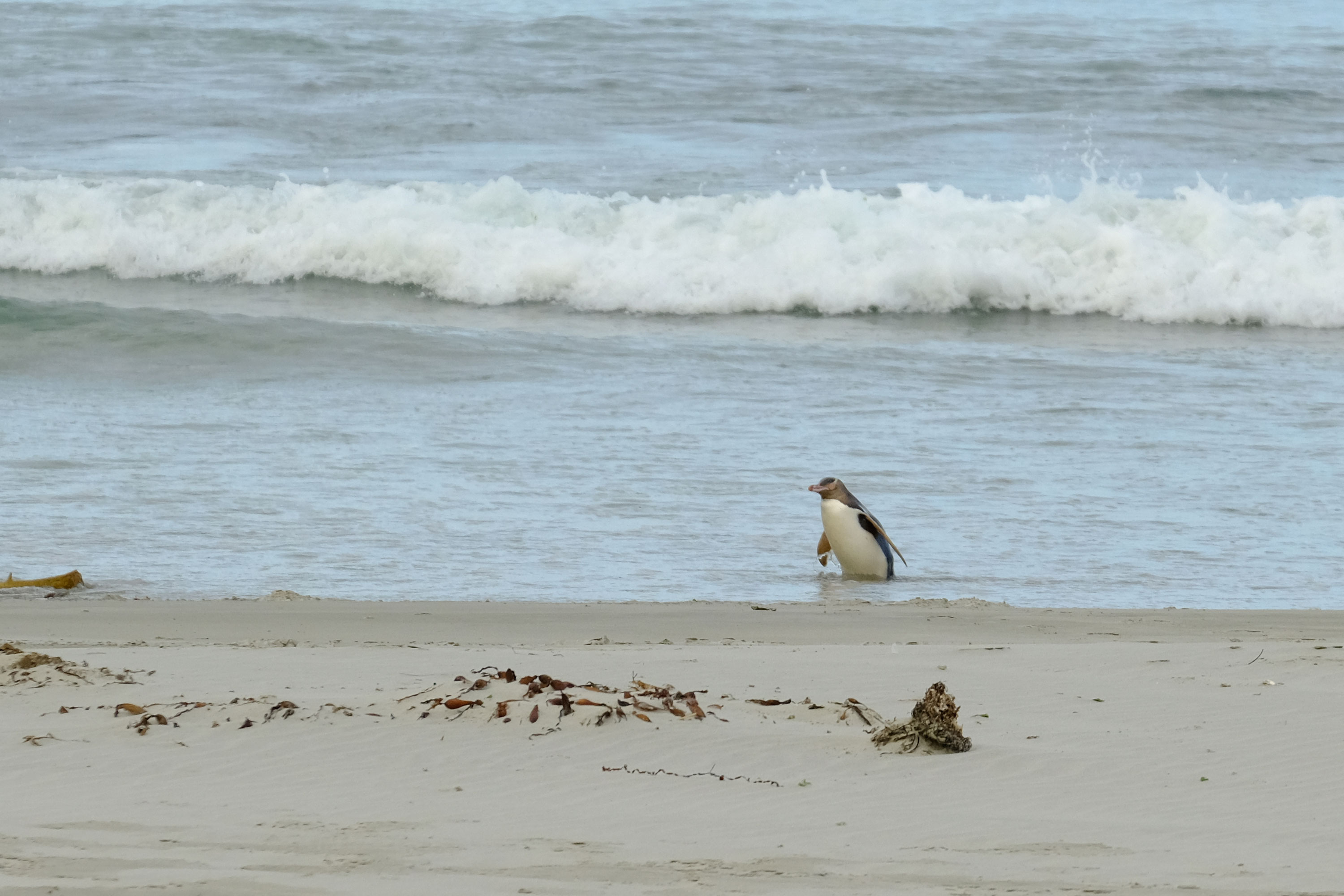 Yellow-Eyed Penguin